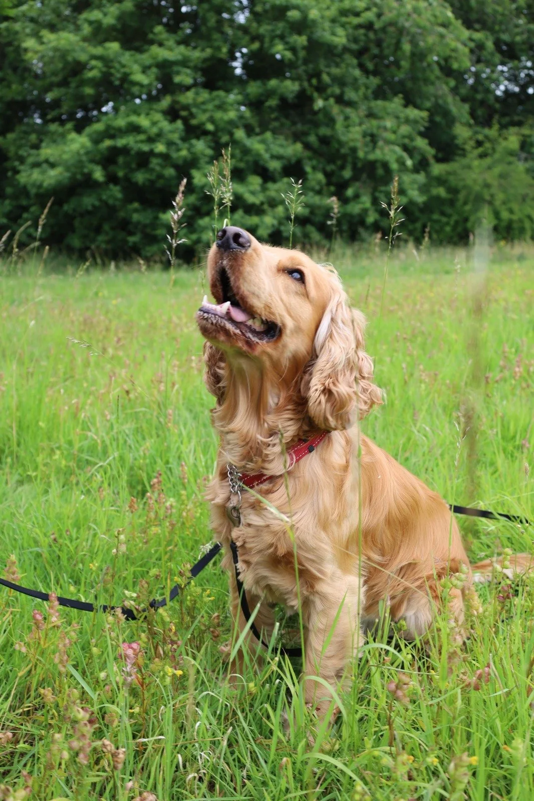 Golden retriever sitting in tall grass with a lush green forest in the background, looking upward with a happy expression.