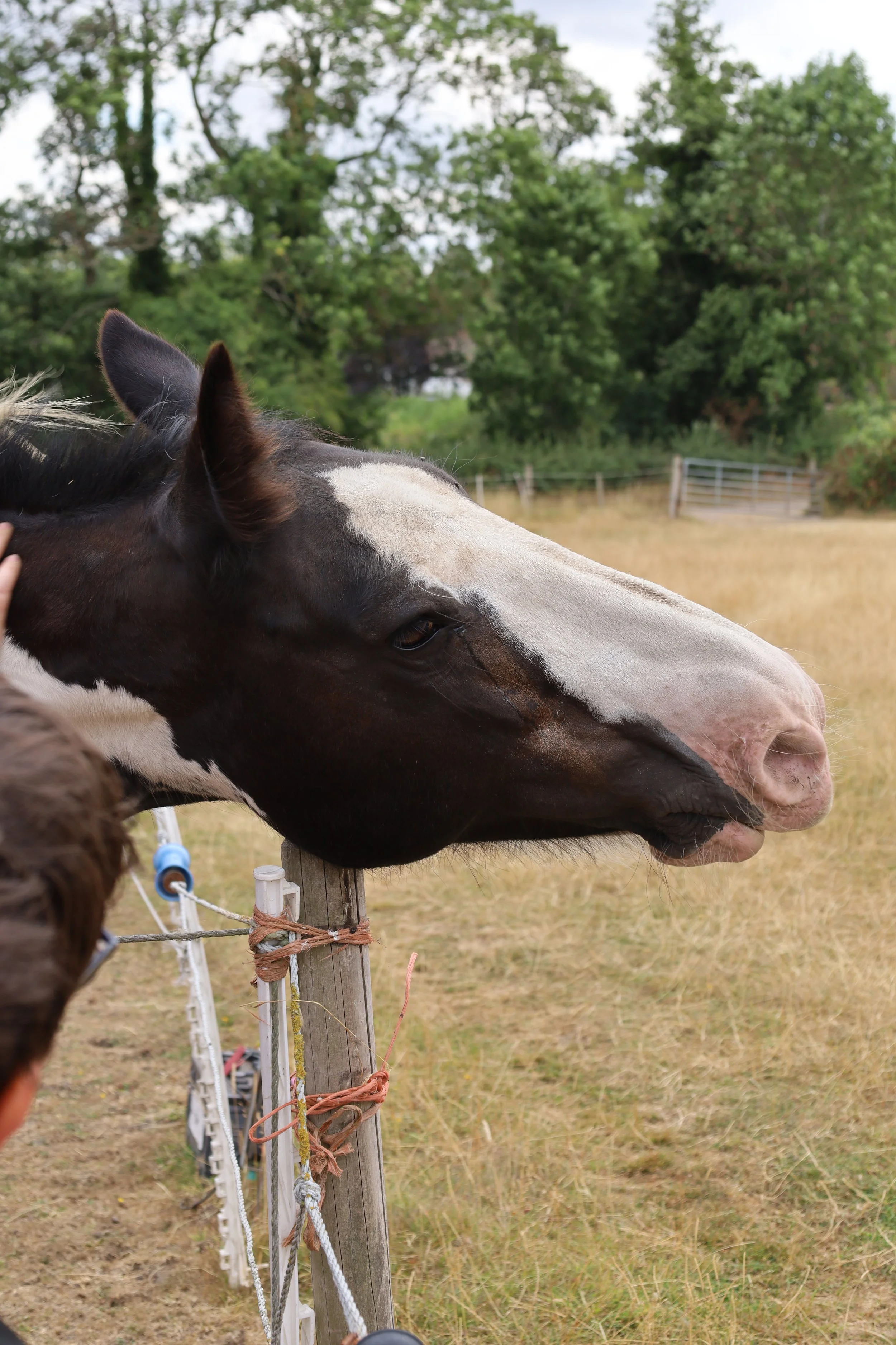 Close-up of a horse's head with a black and white coat, leaning over a wooden fence in an open grassy field with trees in the background.