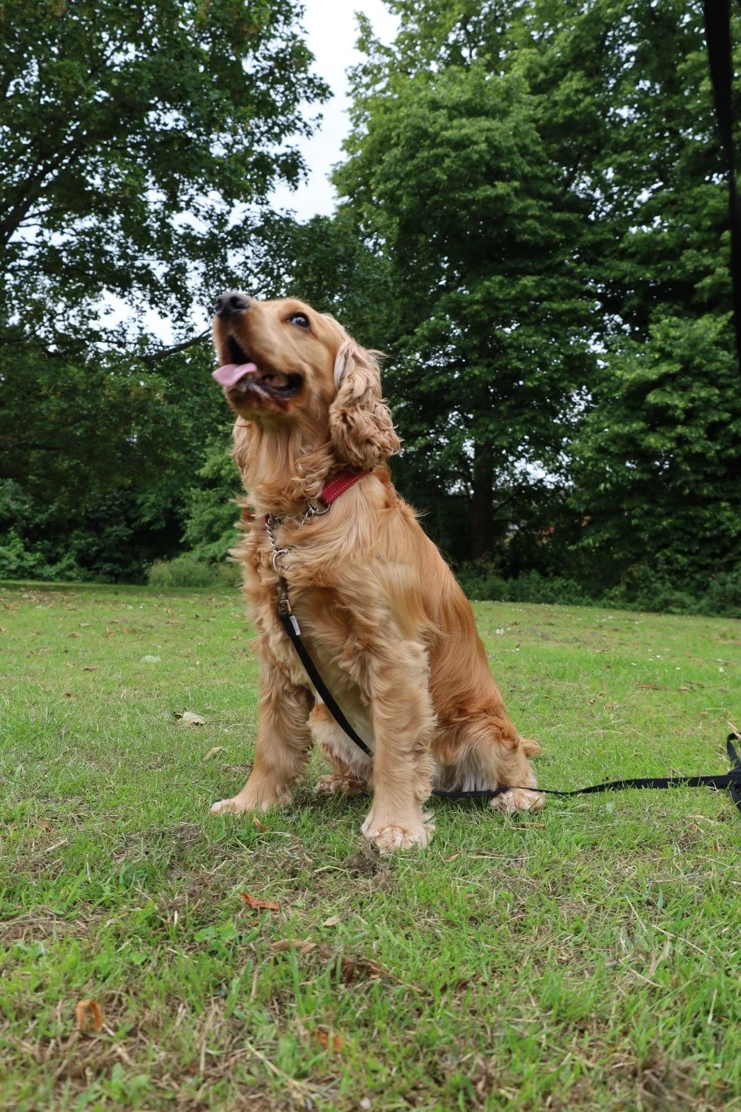 Golden retriever dog sitting on grass in park, wearing a red collar and leash, with green trees in the background.