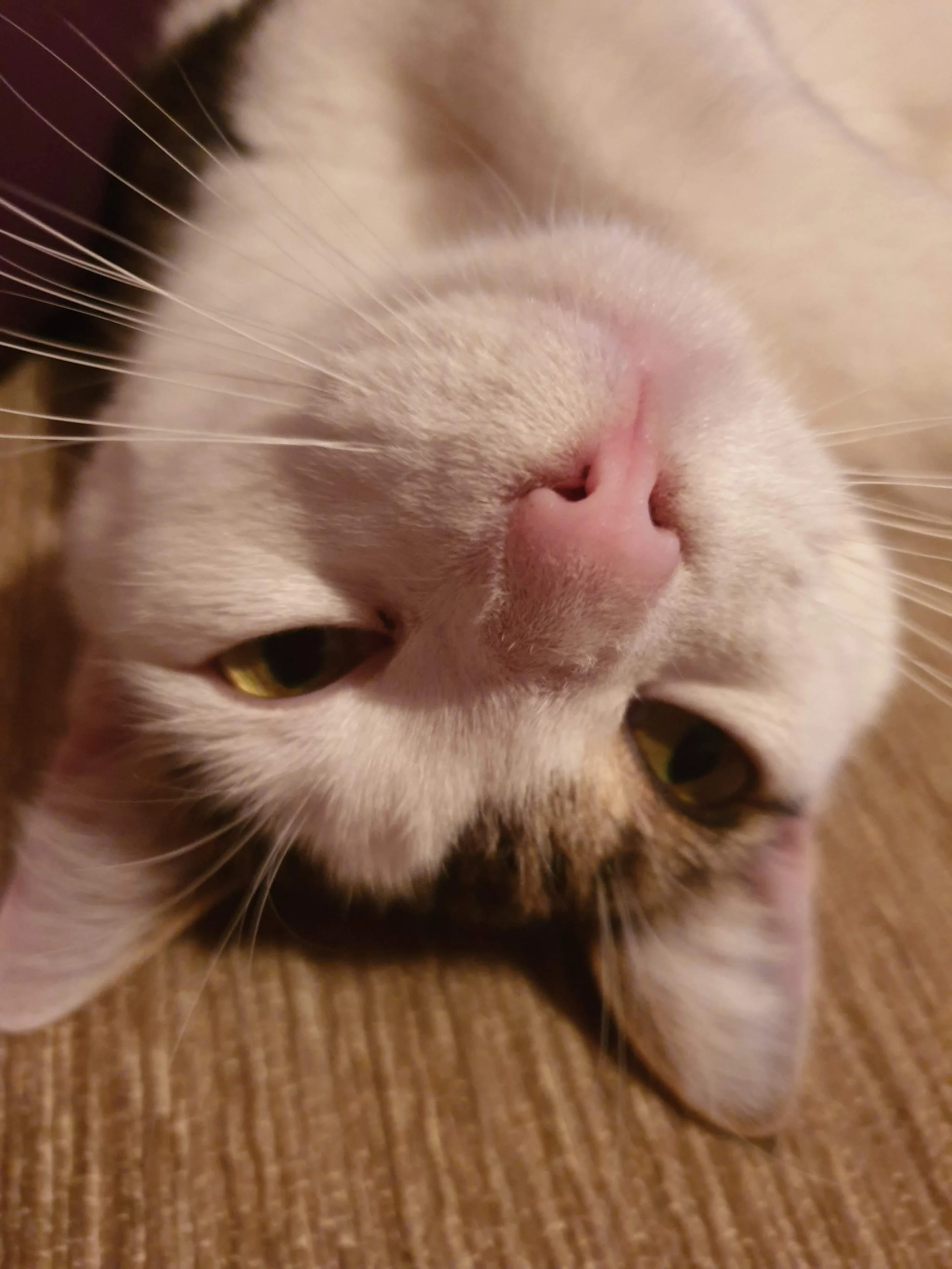Close-up of a cat's nose and mouth, with part of its eye visible and the cat lying on a wooden floor.