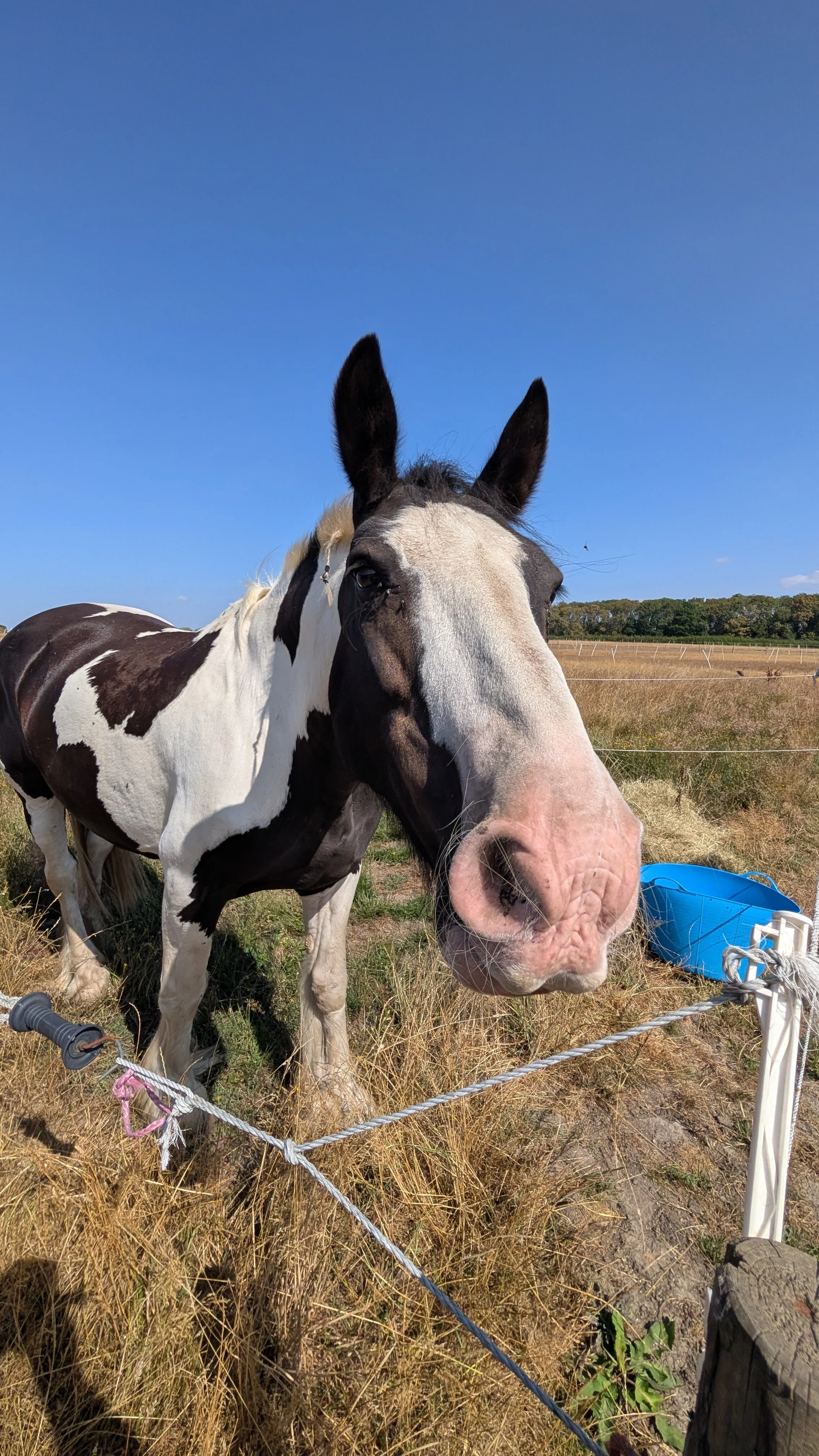 A black and white pinto horse standing in a grassy field under a clear blue sky, with a blue bucket nearby and a white fence in the background.