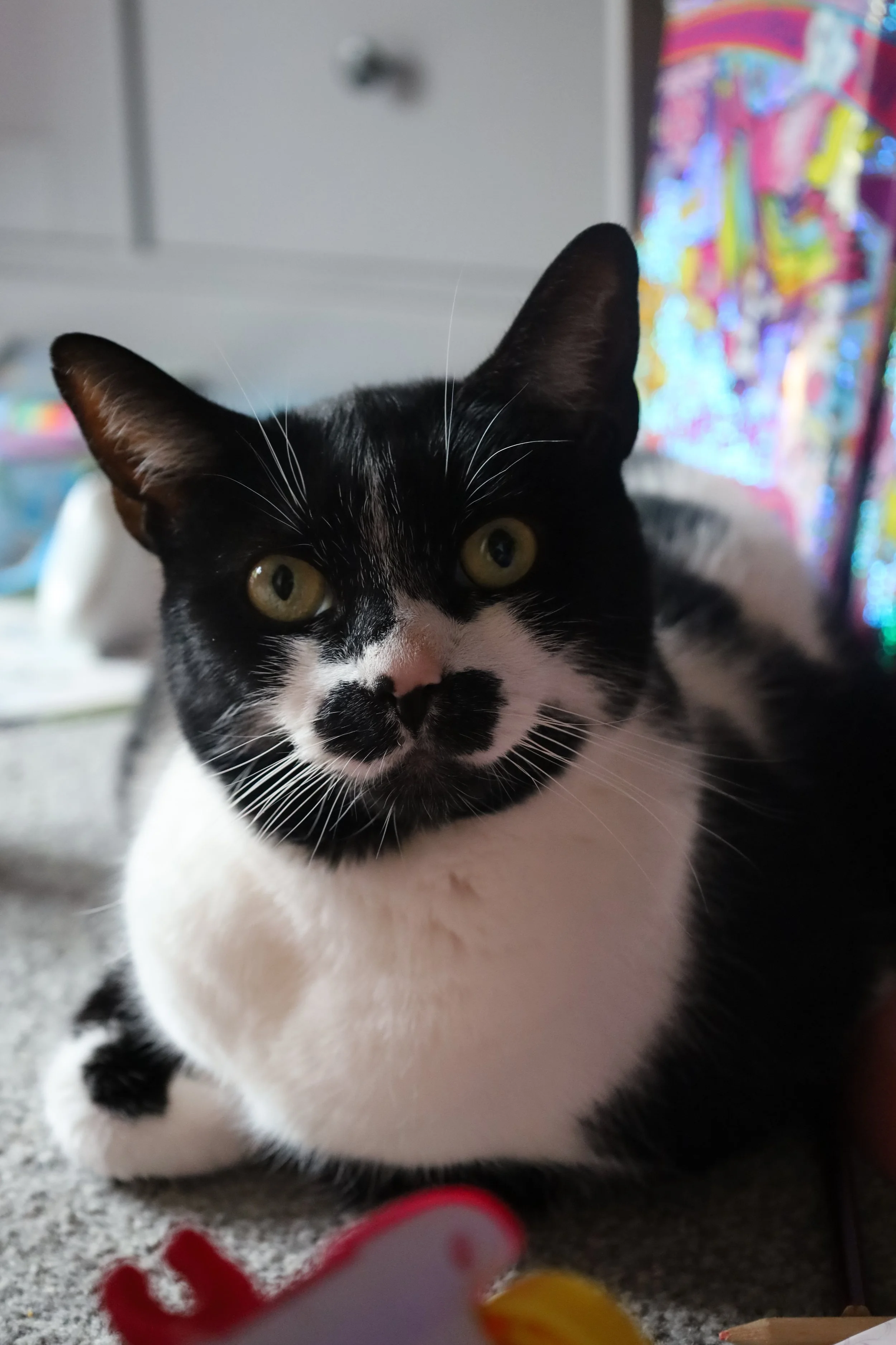 Close-up of a black and white cat with almond-shaped yellow eyes, looking directly at the camera. The cat has a distinctive black marking on its nose and a white patch on its chest, with its ears upright. The background features a colorful, blurred curtain and some household items.