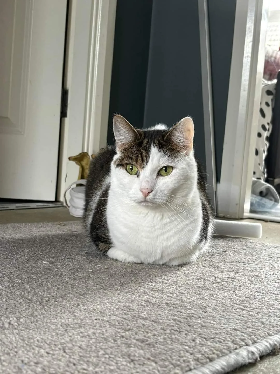 A white and gray tabby cat with striking green eyes sitting on a carpeted floor inside a house.