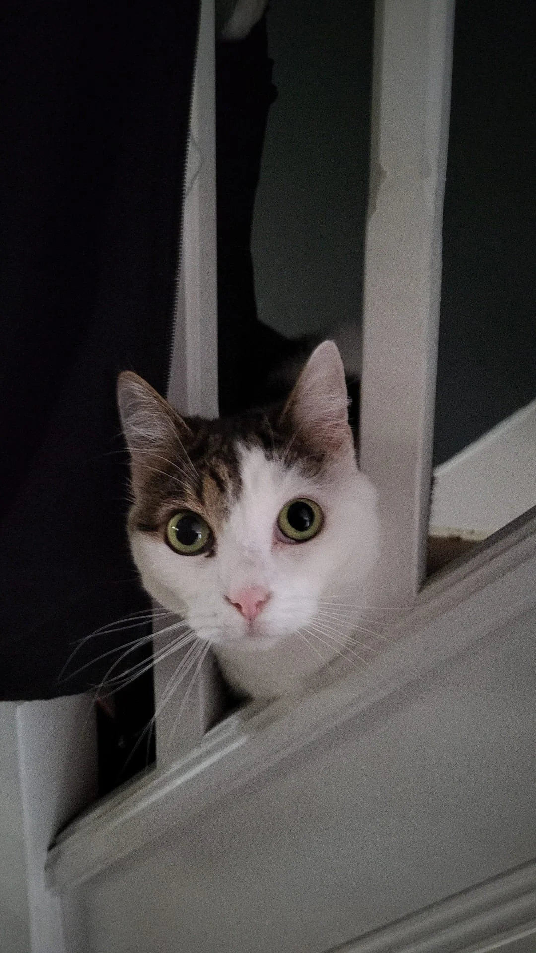 A curious white and brown tabby cat peeks through a gap in furniture, showing its face with large green eyes and pink nose.