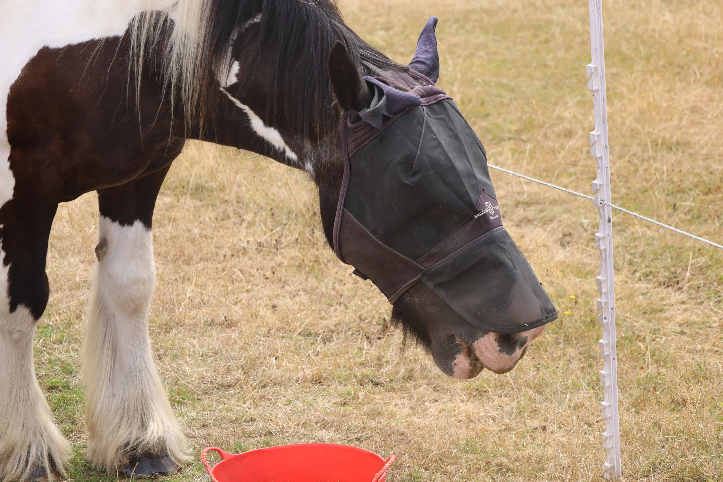 A horse wearing protective boots, bending its head down near a red bucket, with a yard fence visible in the background.