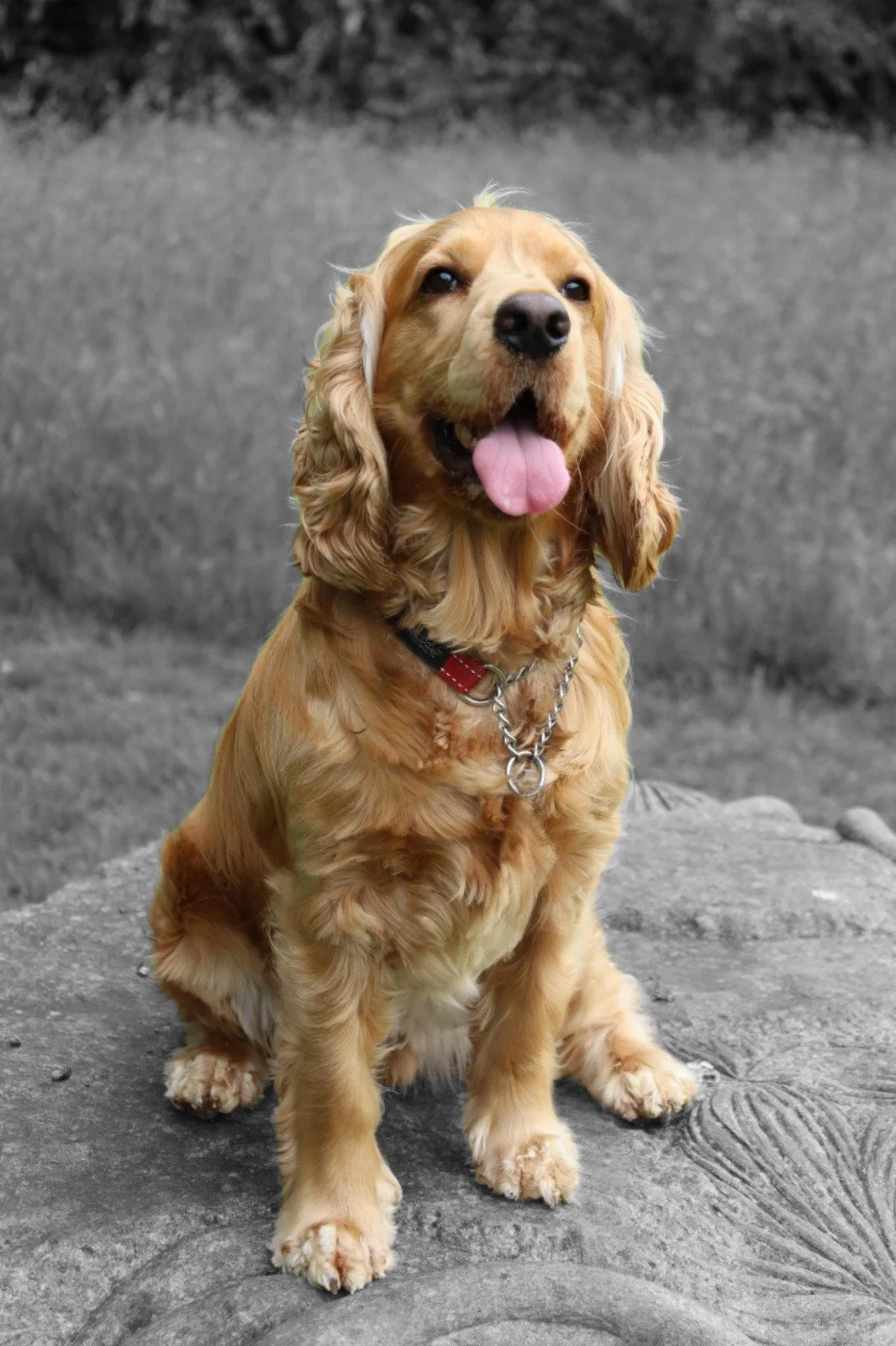 A golden cocker spaniel dog sitting on a rock, with a blurred black and white background, smiling with its tongue out.