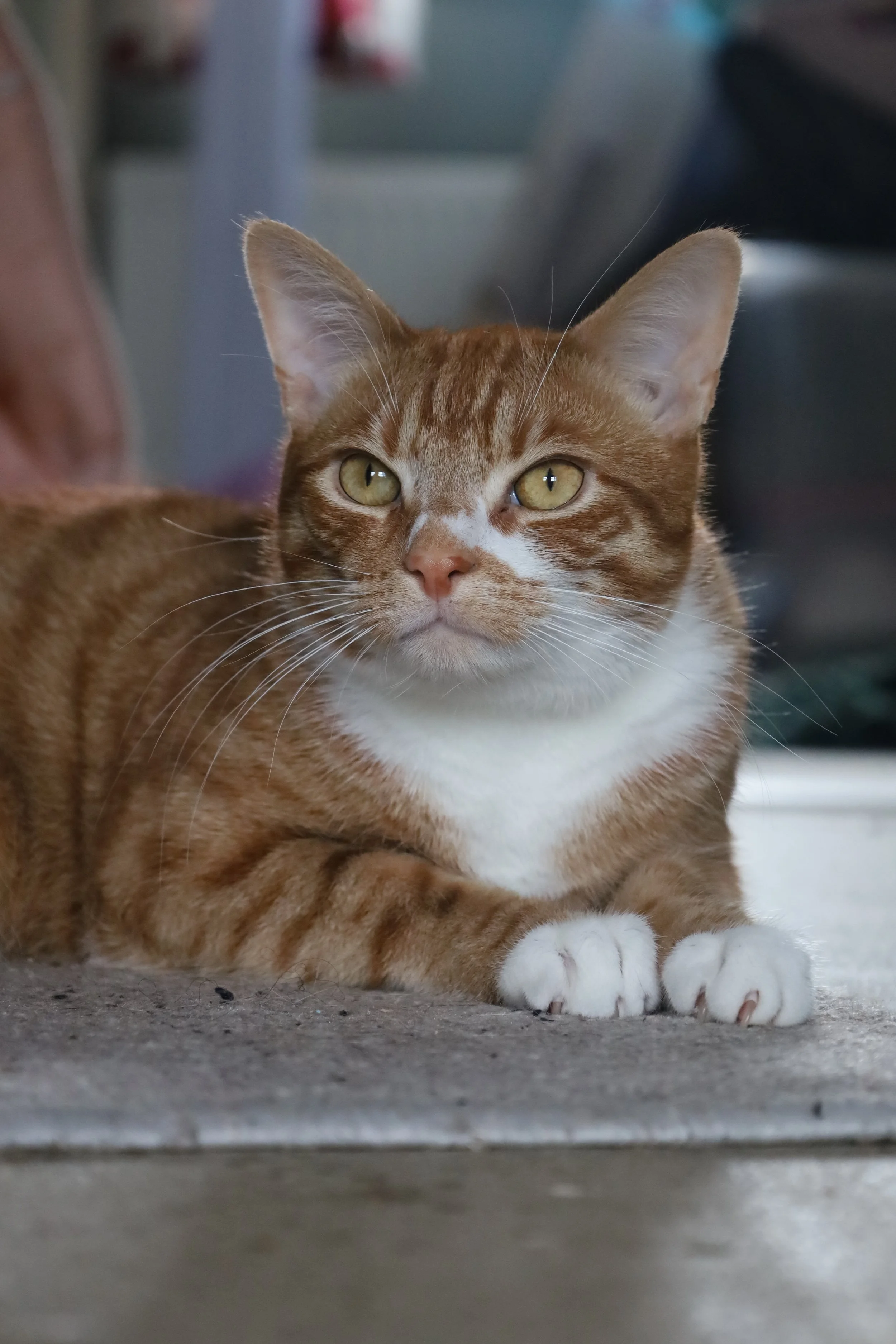 A close-up of an orange tabby cat with white paws and chest, lying on a concrete surface, with green eyes and pointed ears, looking directly at the camera.