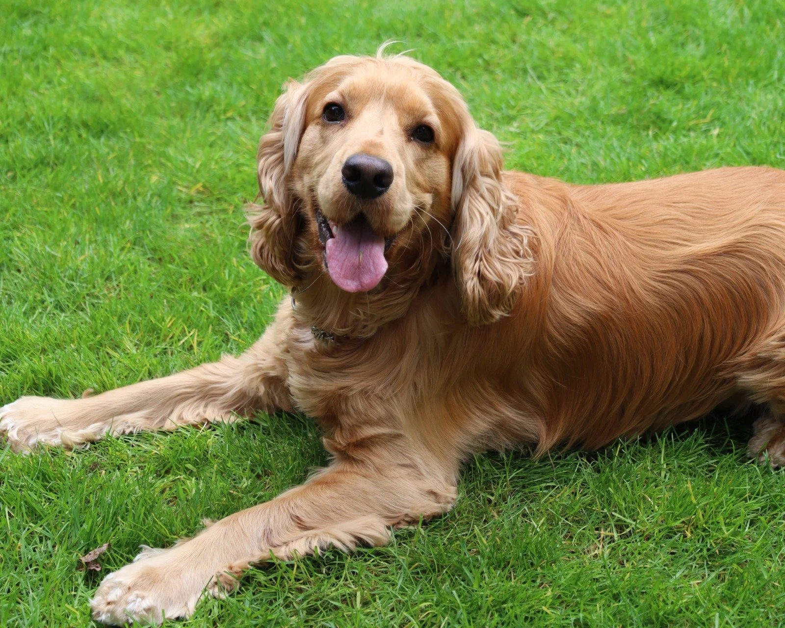A golden retriever dog lying on green grass, looking at the camera with its tongue out.