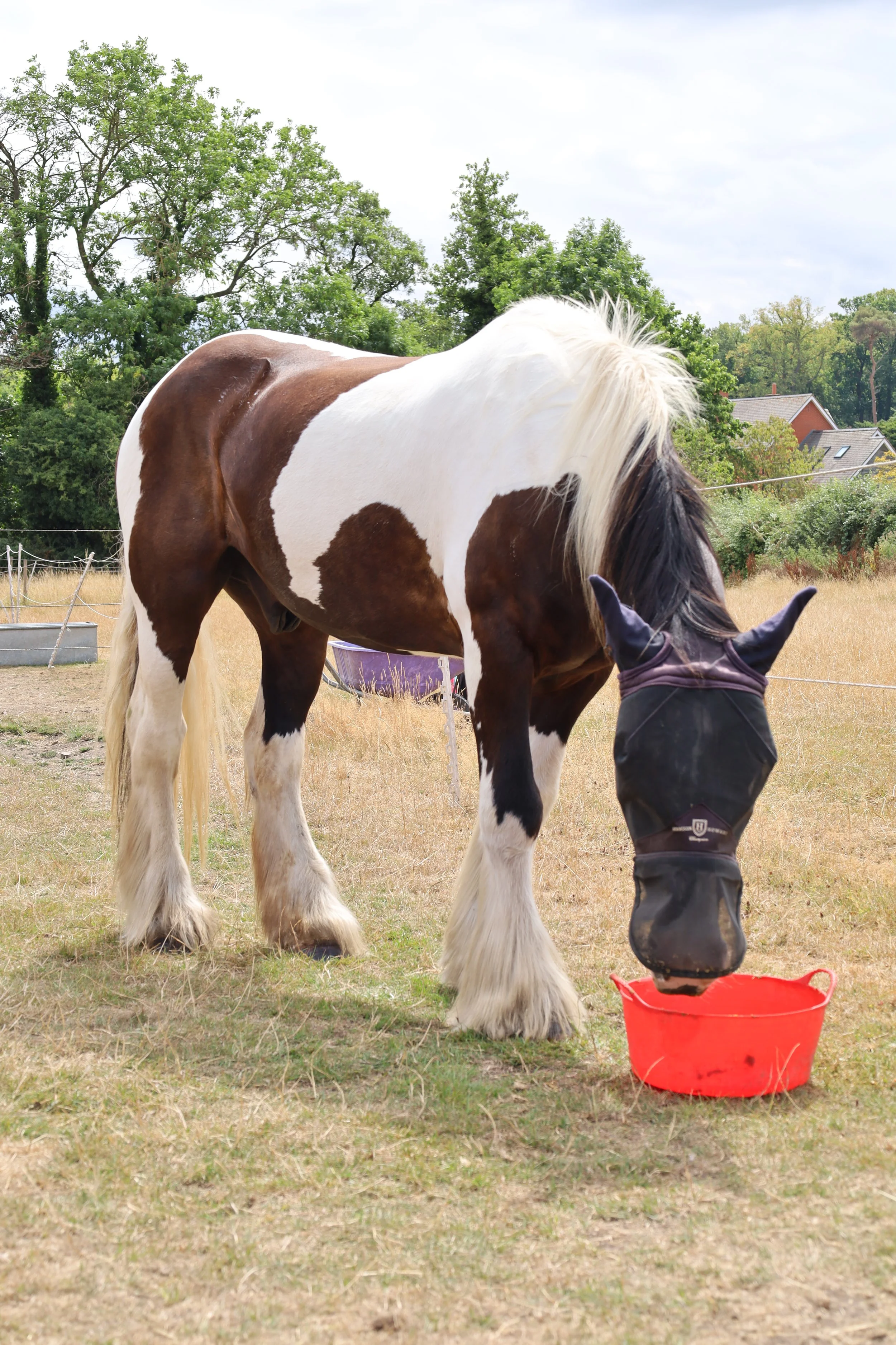 A black and white horse outdoors with a person, likely a handler, whose head is obscured by the horse's head. The handler is wearing a dark jacket with reflective strips and is holding a red bucket. The background shows green trees, a fenced area, and houses under a cloudy sky.