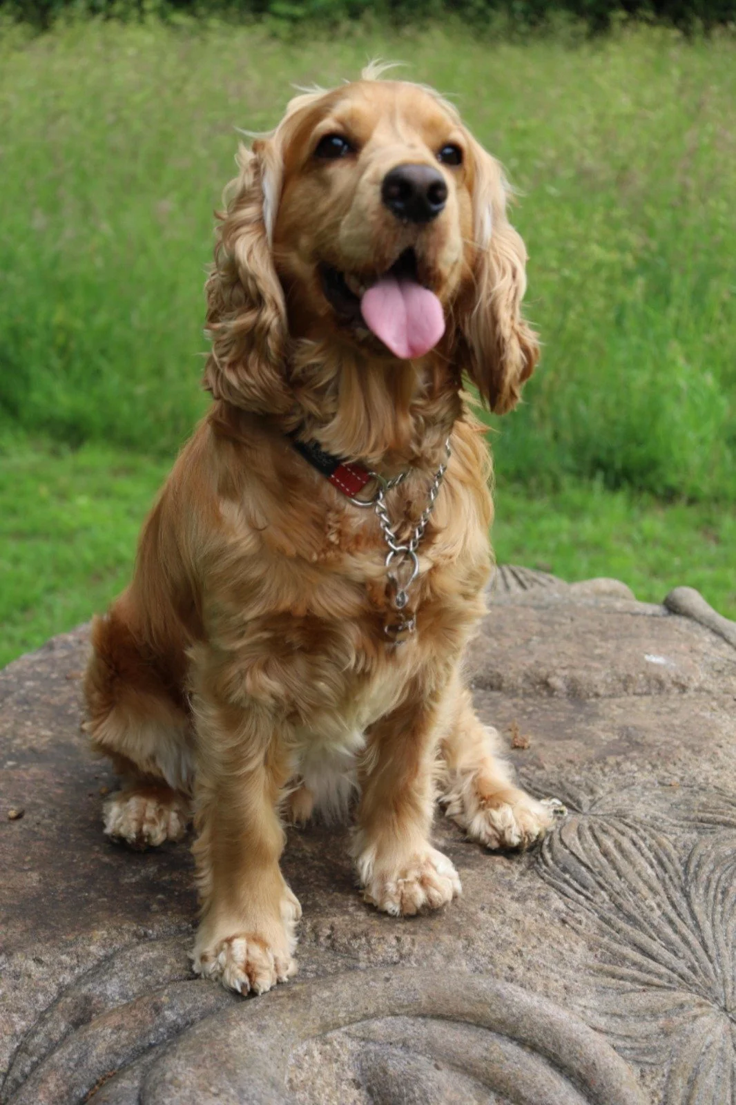Golden Cocker Spaniel dog sitting on a stone at a park with green grass in the background, tongue out, smiling.