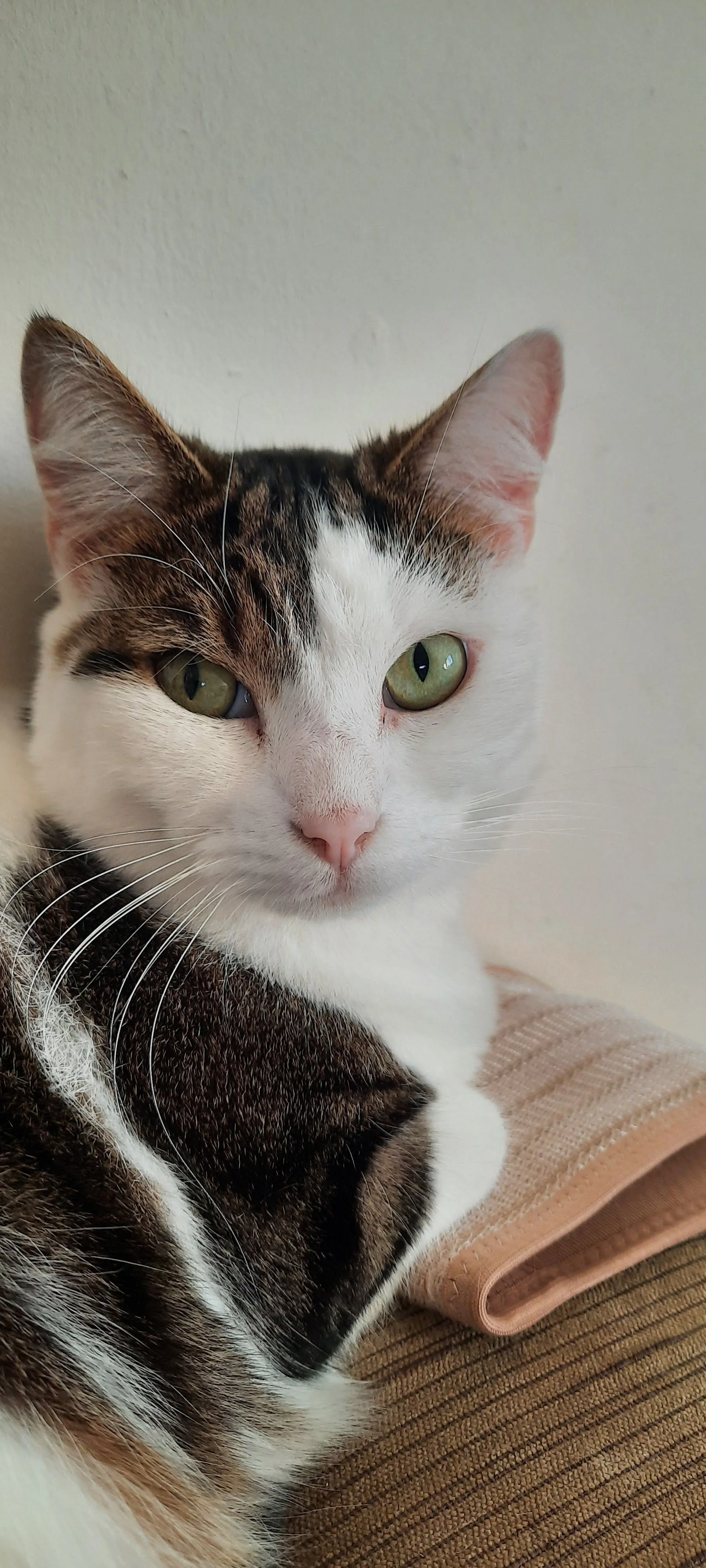 Close-up of a white and tabby cat with green eyes resting on a beige cushion.
