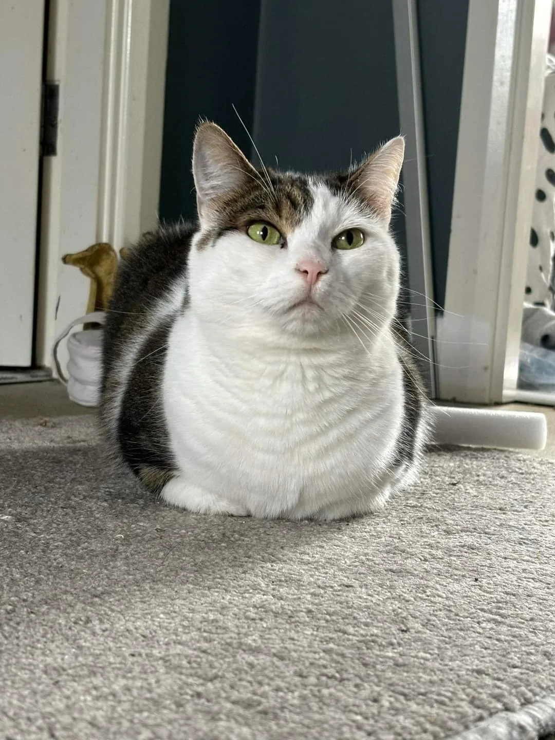 A white and gray tabby cat with green eyes is sitting on a beige carpet near a doorway. The cat has a serious expression and is looking directly at the camera.