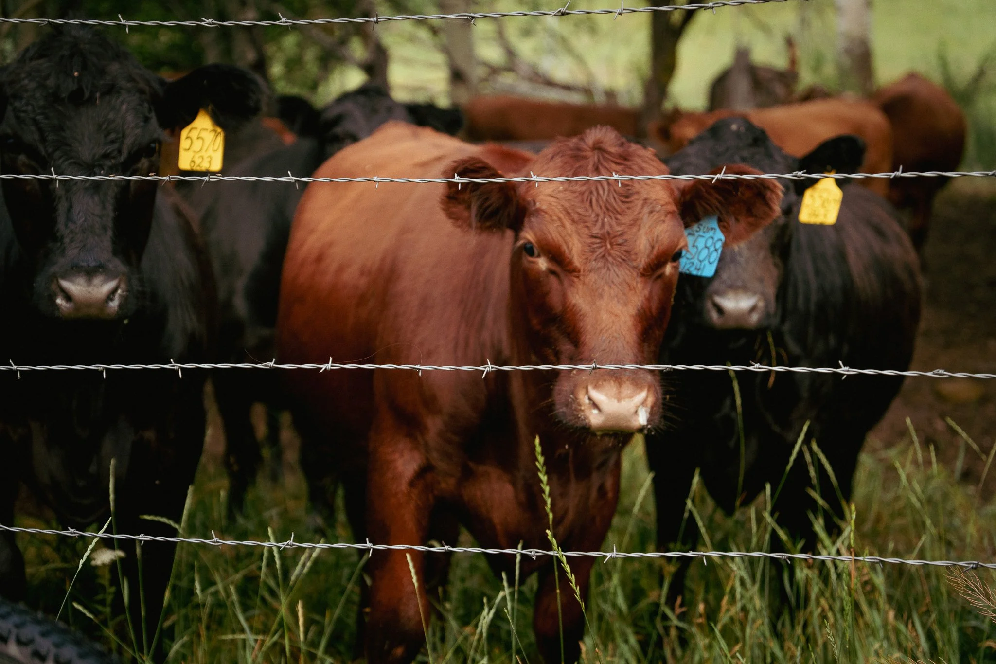Cows behind a fence