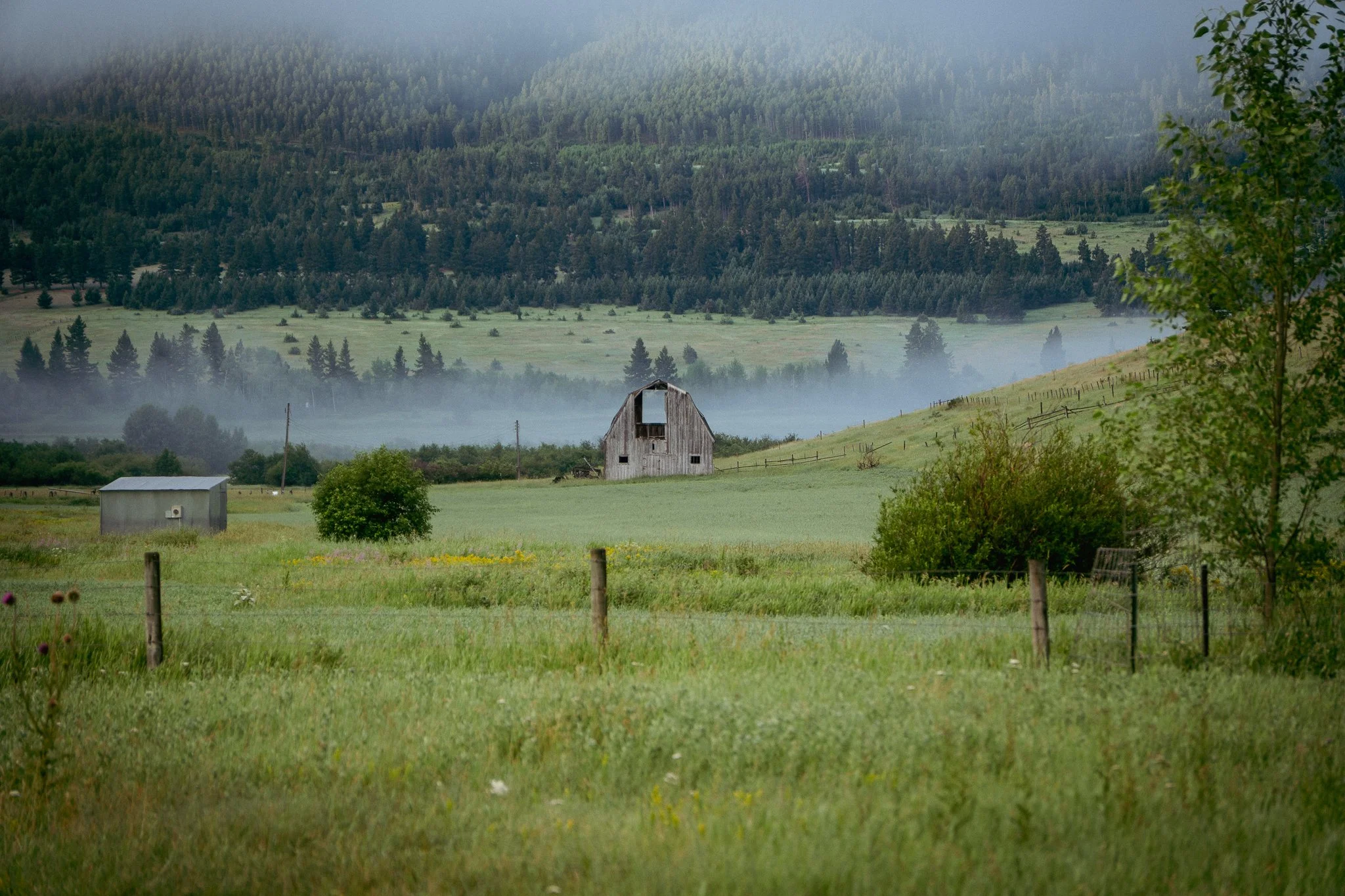Old barn in the fog across a field
