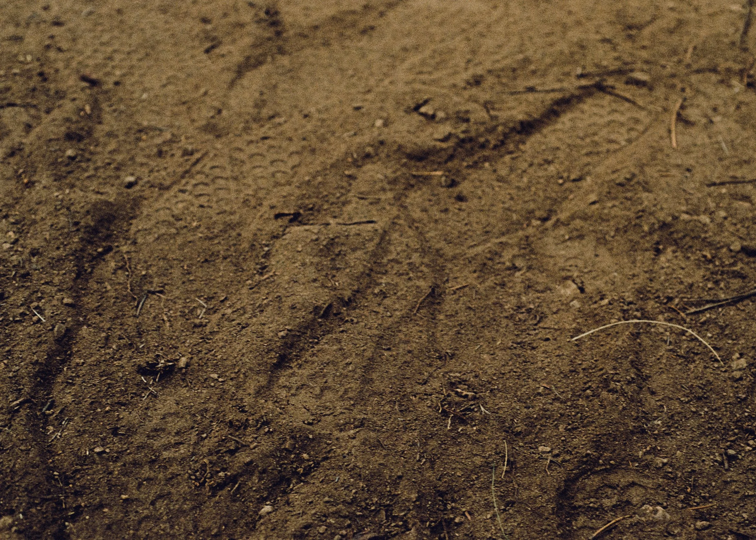 35mm Film Photo of Mountain Bikers footsteps in dirt