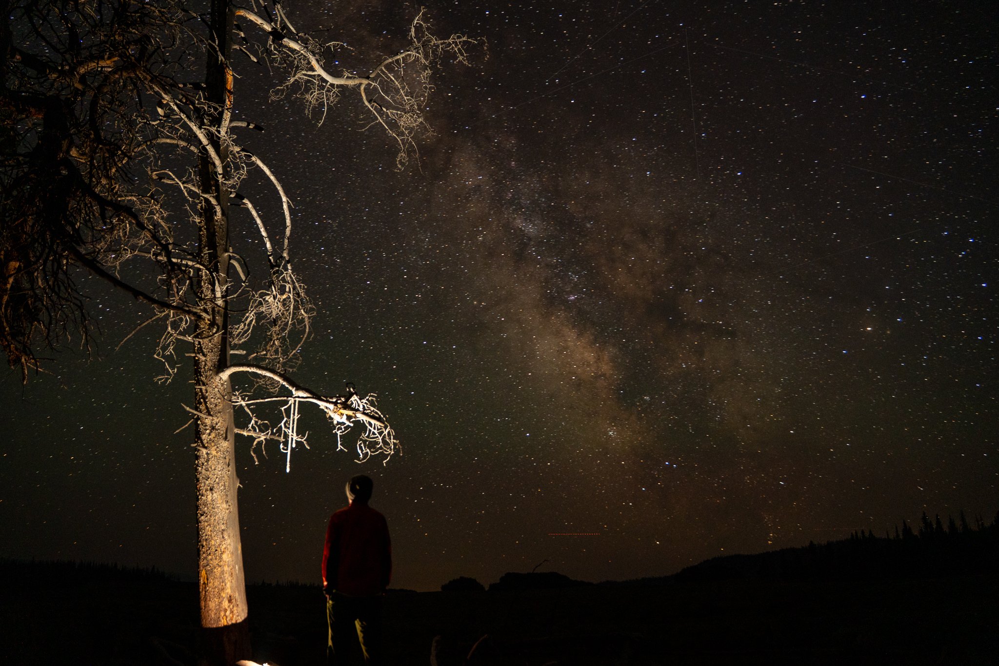 Man standing under lit up tree looking at the Milky Way