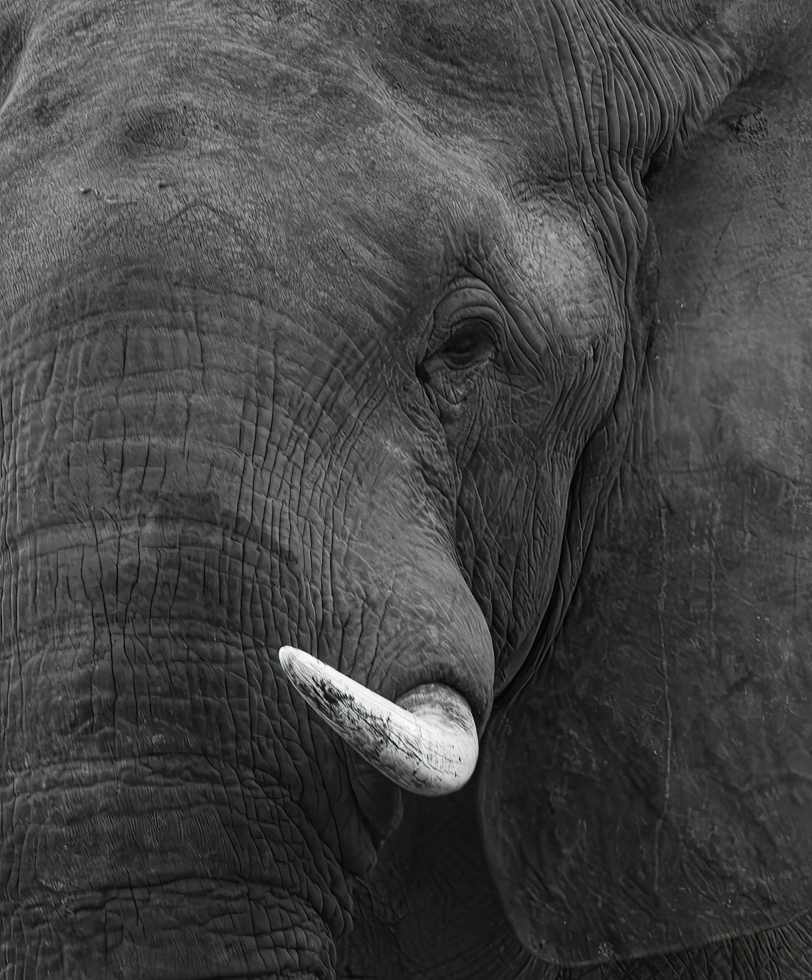 Little Tusker.jpg