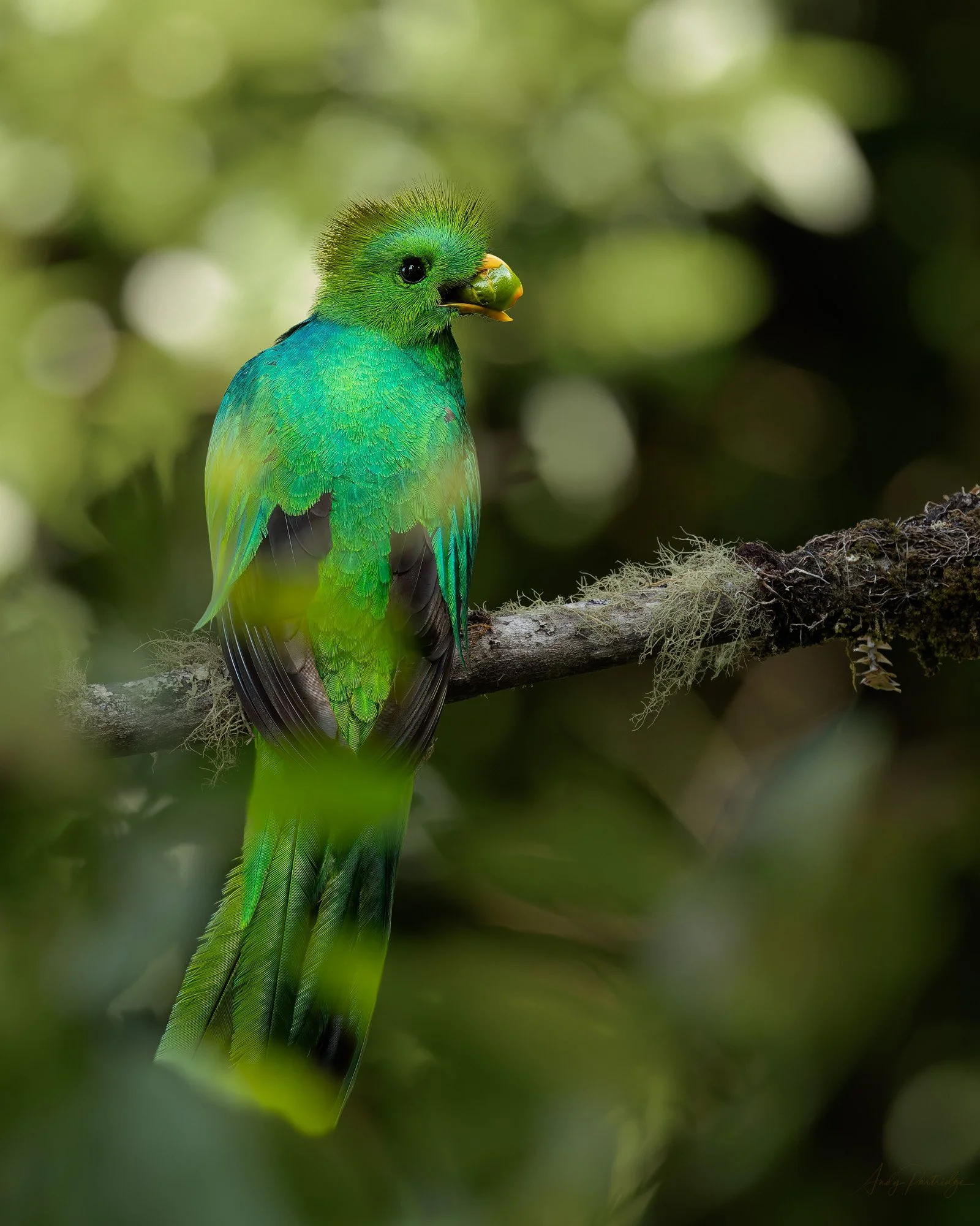 Quetzal with Wild Avocado-Edit.jpg