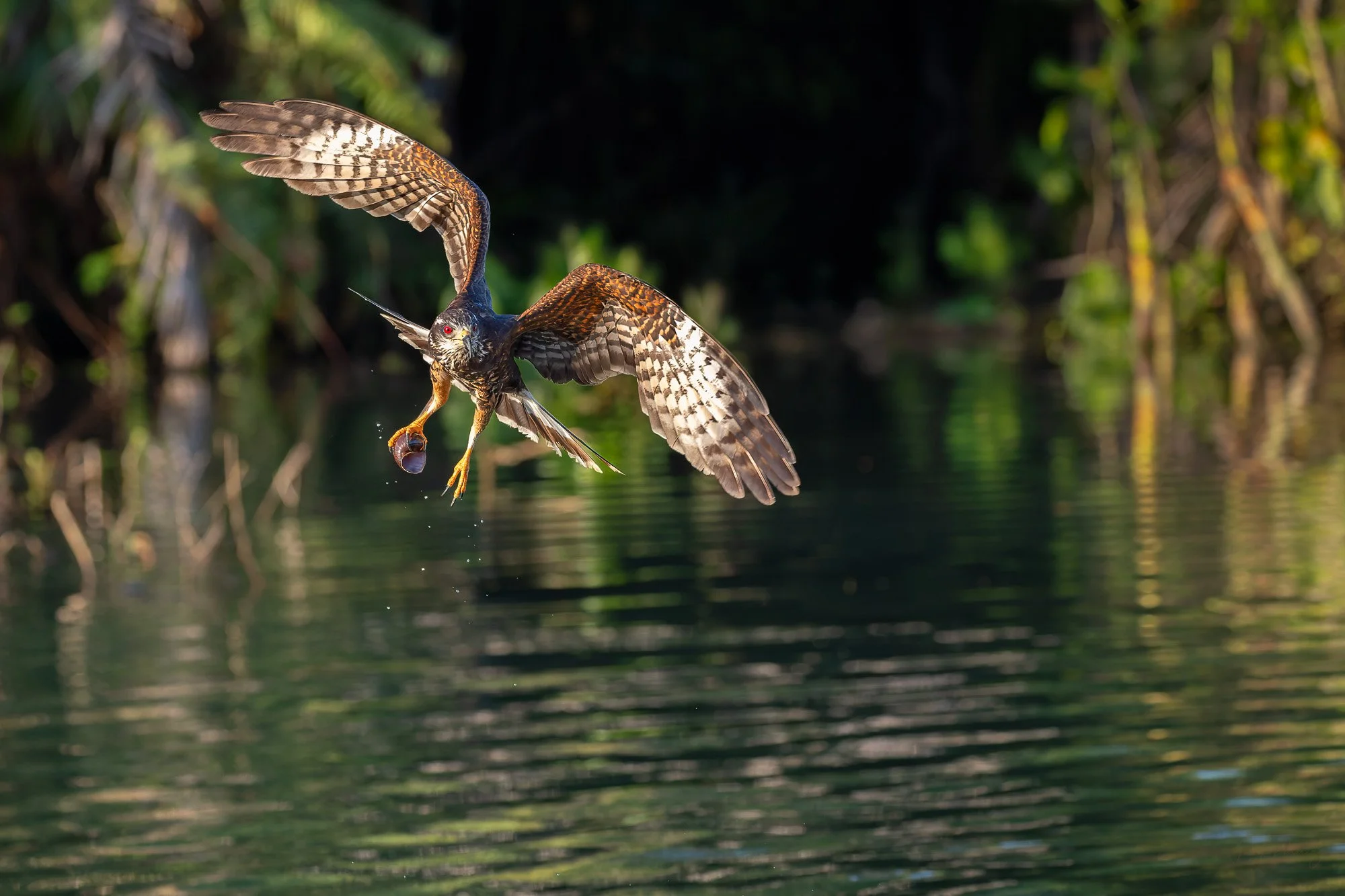 Snail Kite in Flight.jpg