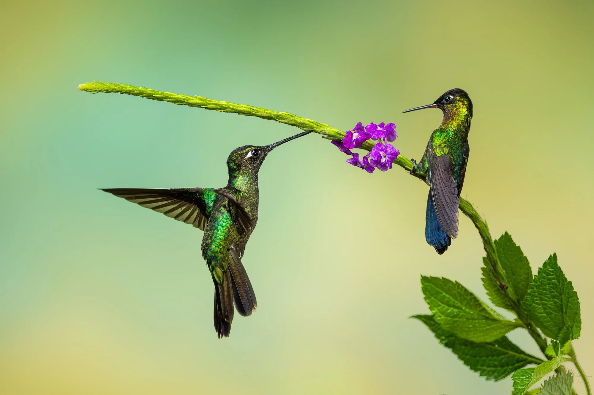 Fiery-throated Hummingbird.jpg