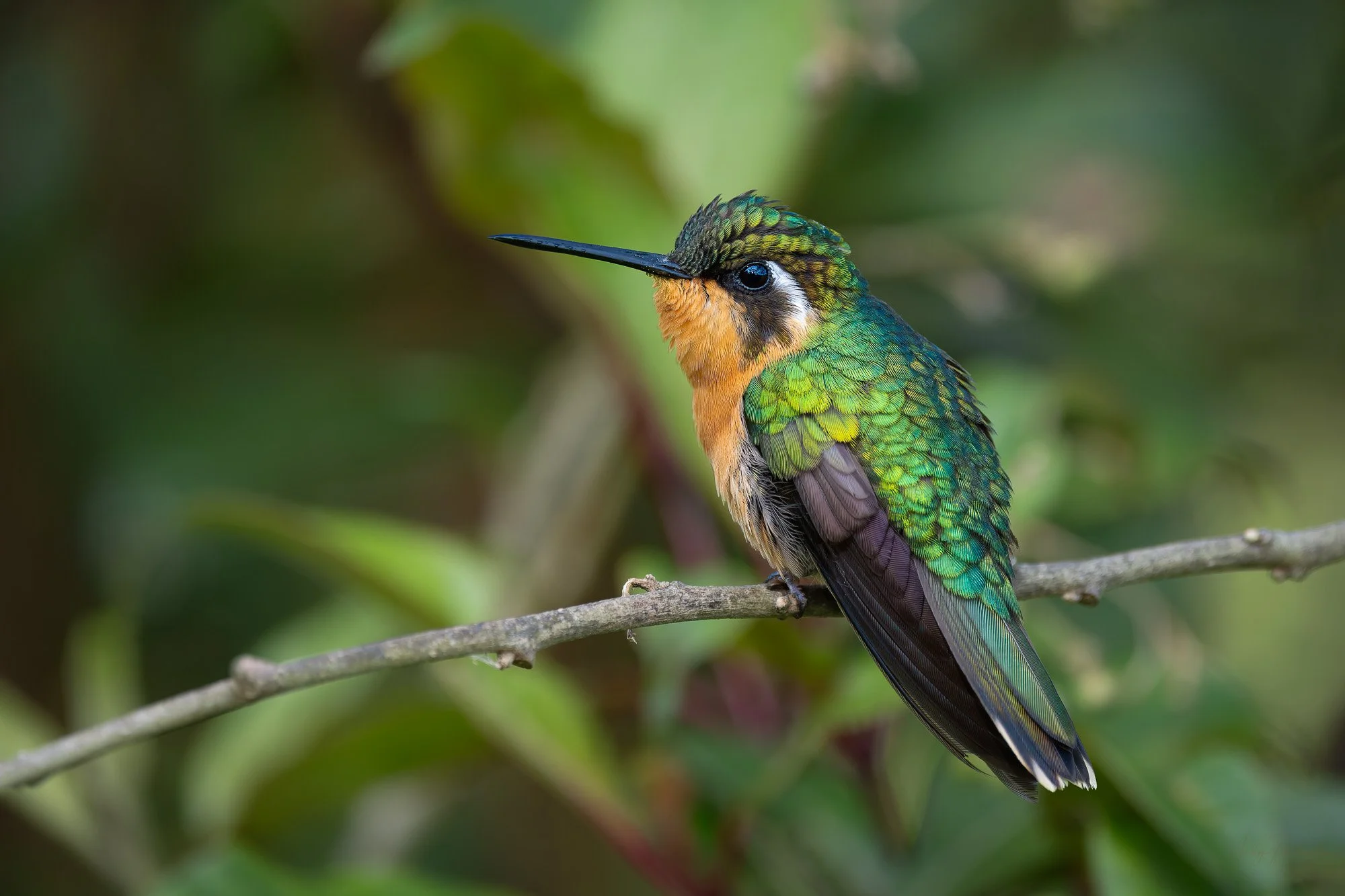 Purple-throated Mountain-gem F.jpg