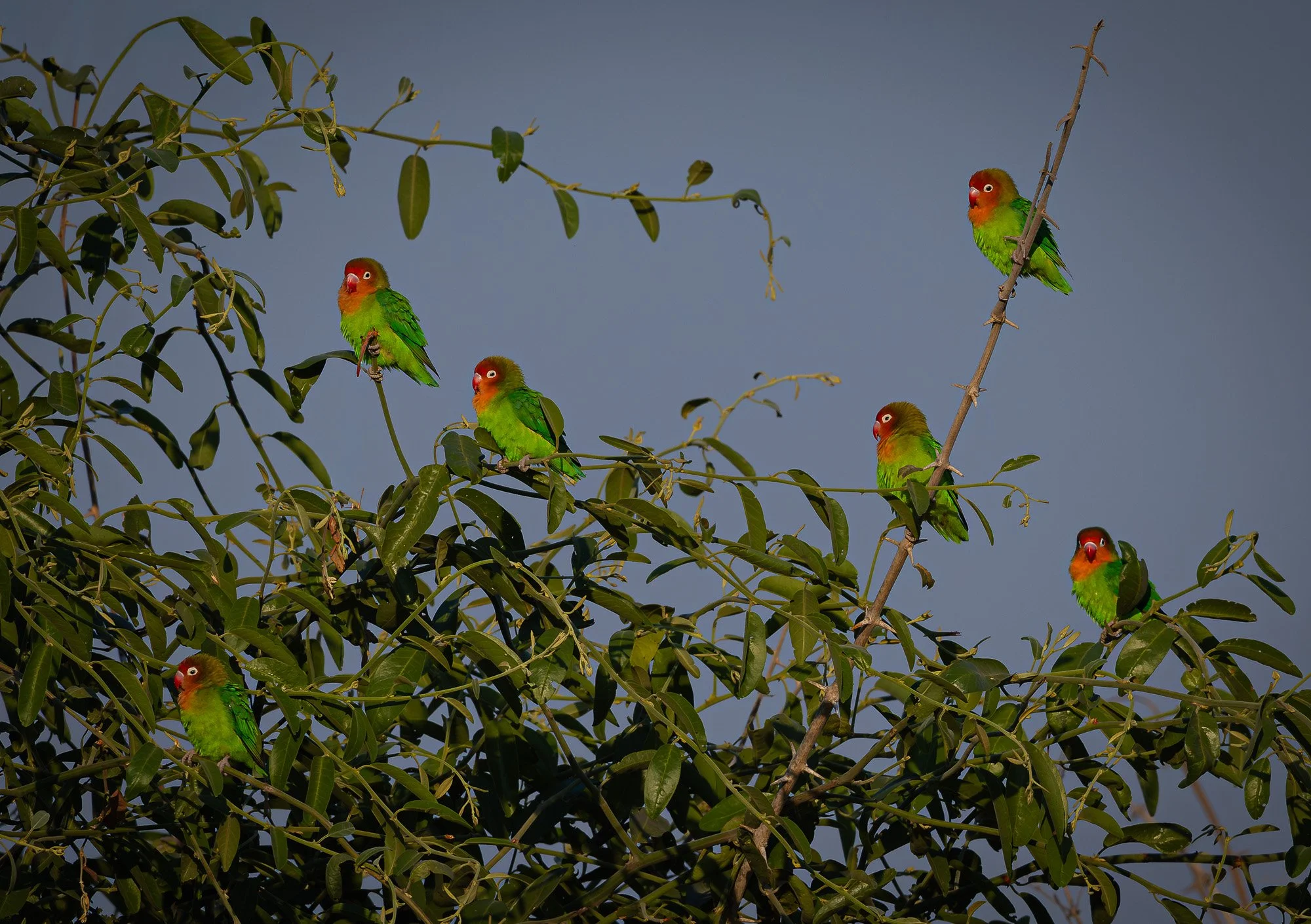 Lilians Lovebirds.jpg