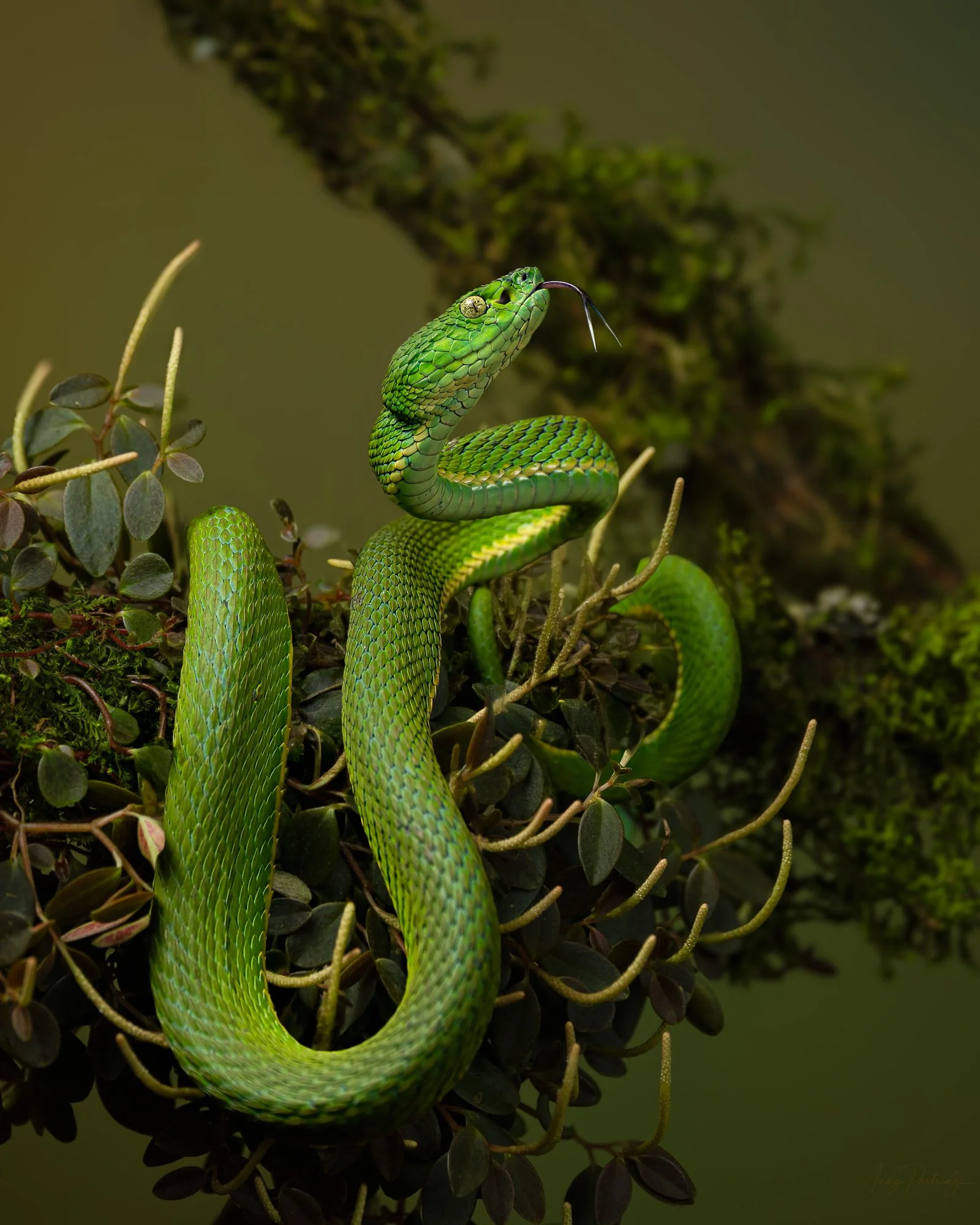 Palm Pit Viper.jpg