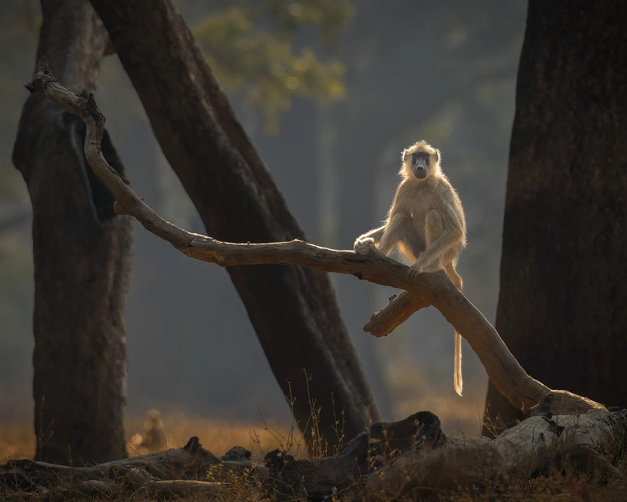Yellow Baboon.jpg