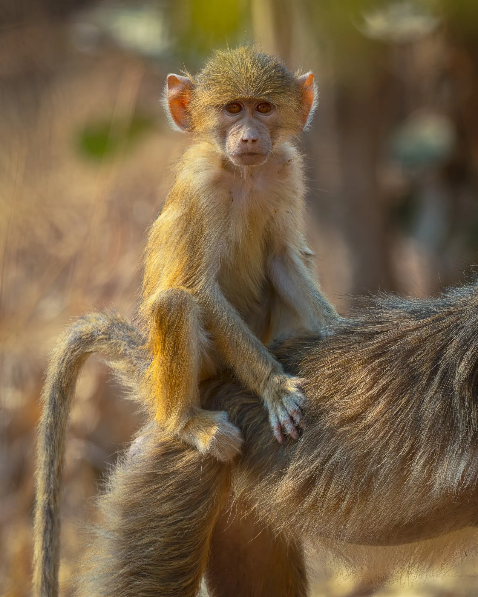 Hitching a Ride.jpg