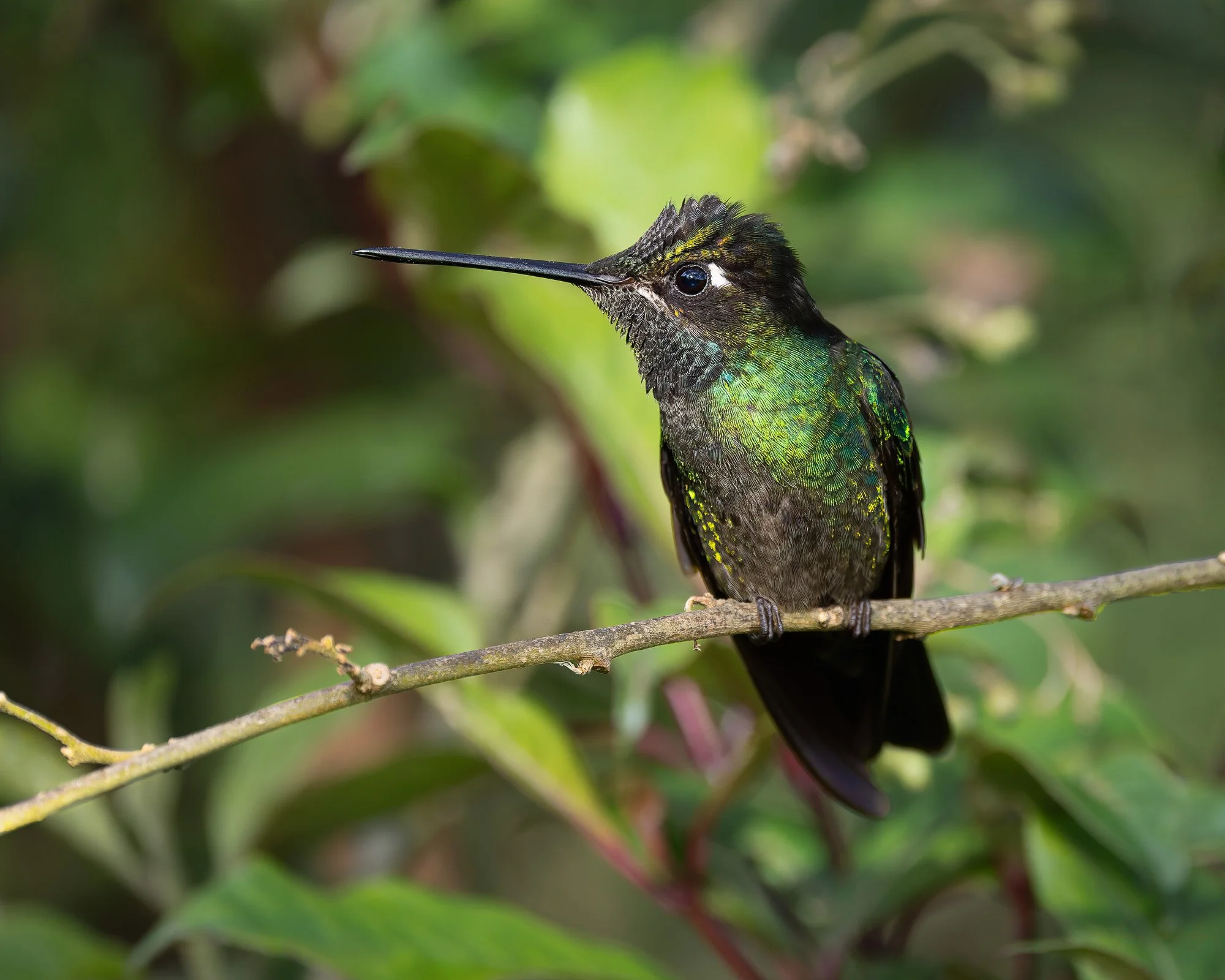 Fiery Throated.jpg