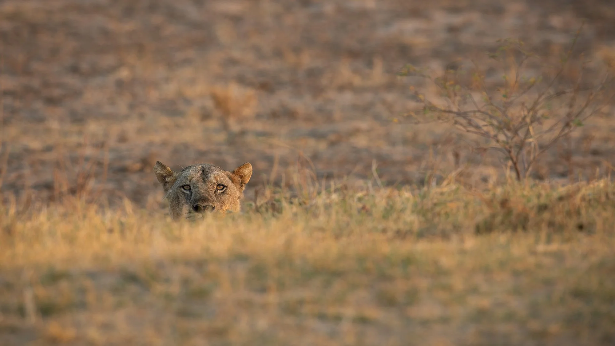 Stalking Us.jpg