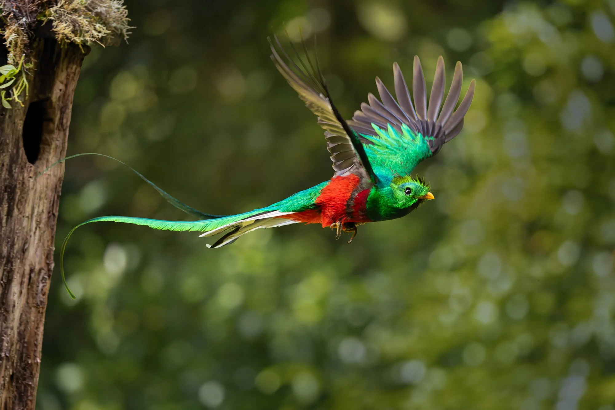 Resplendant in Flight-2.jpg