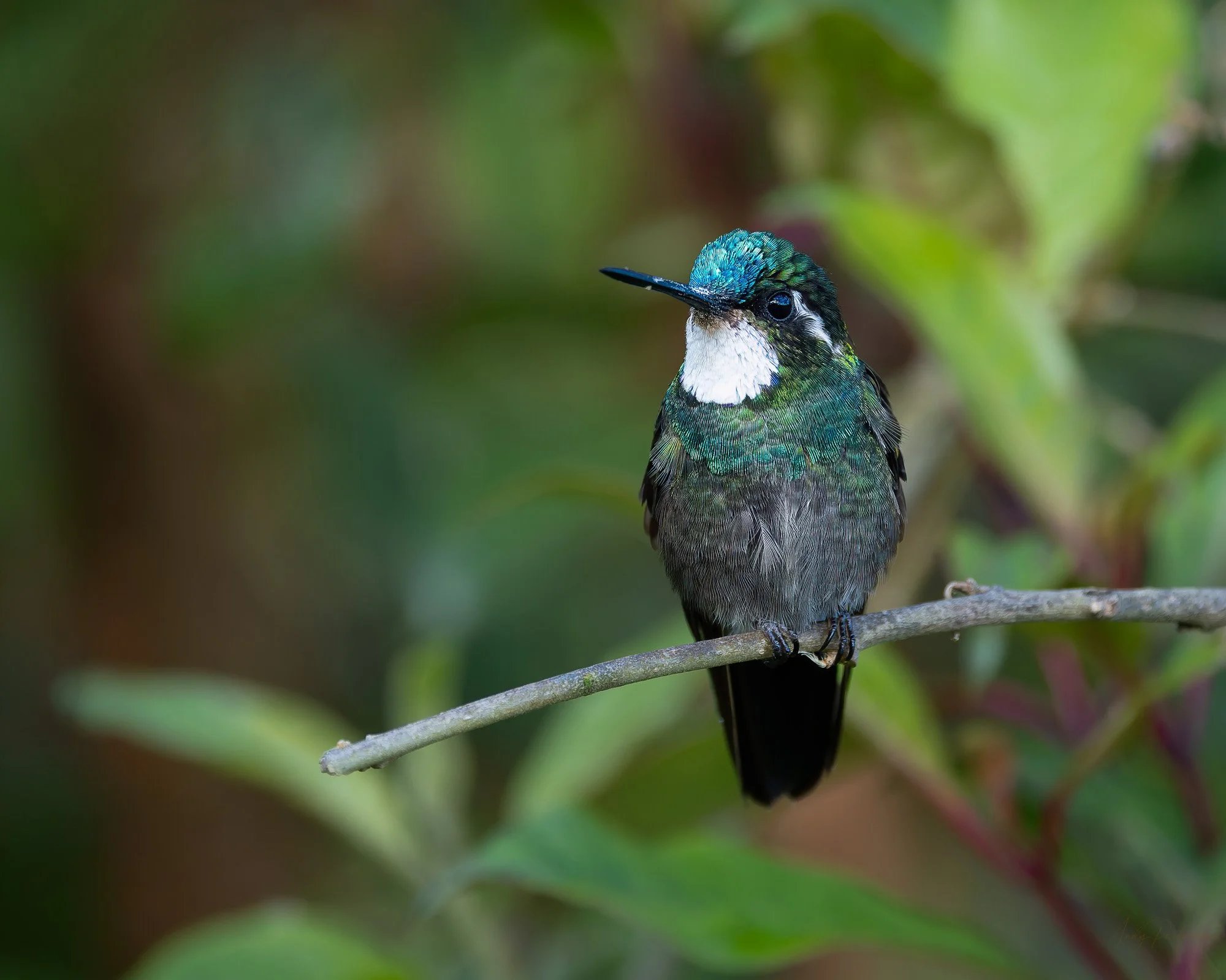 White-throated Mountain-gem.jpg