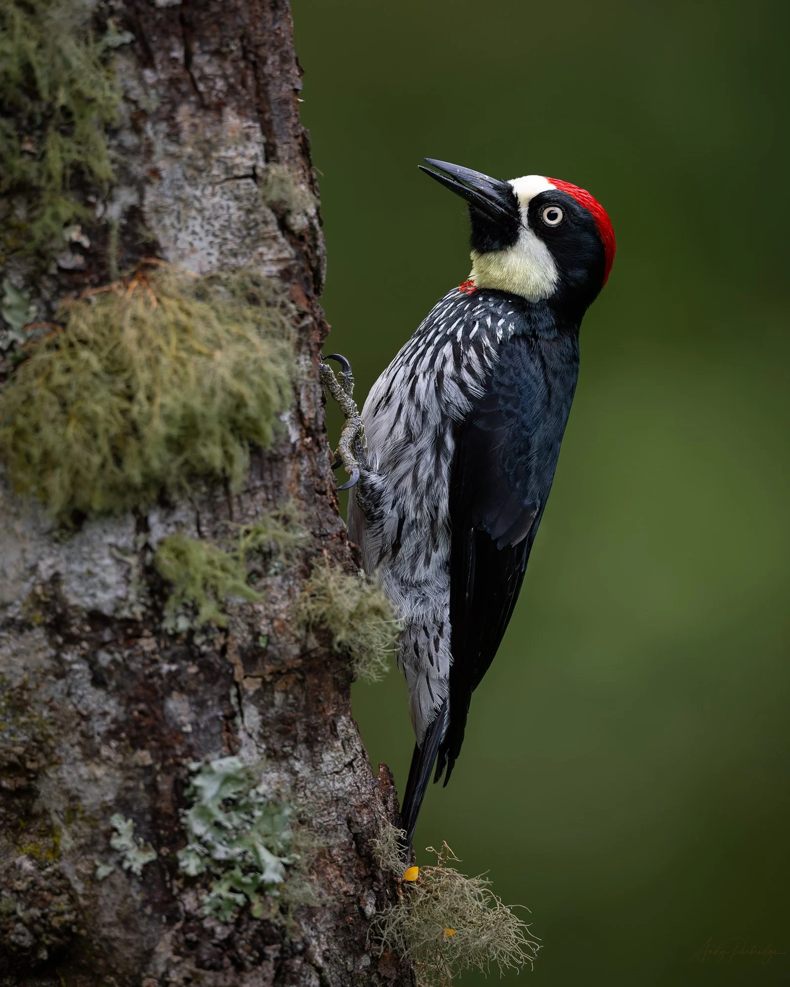 Acorn Woodpecker.jpg