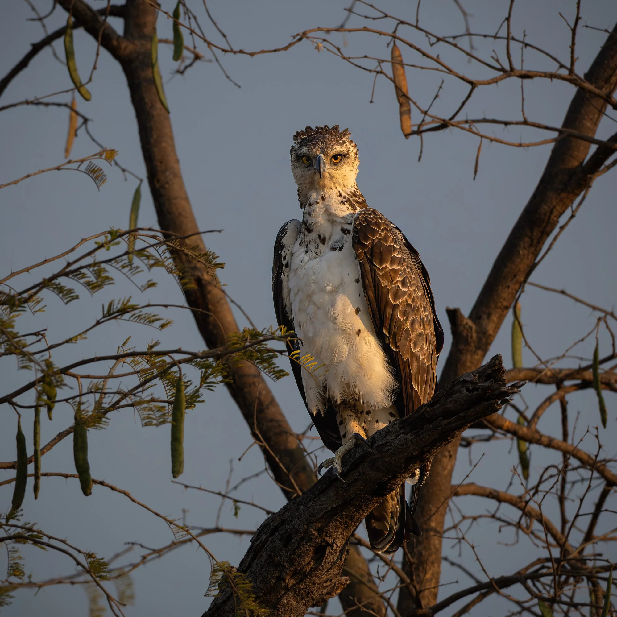 Martial Eagle.jpg
