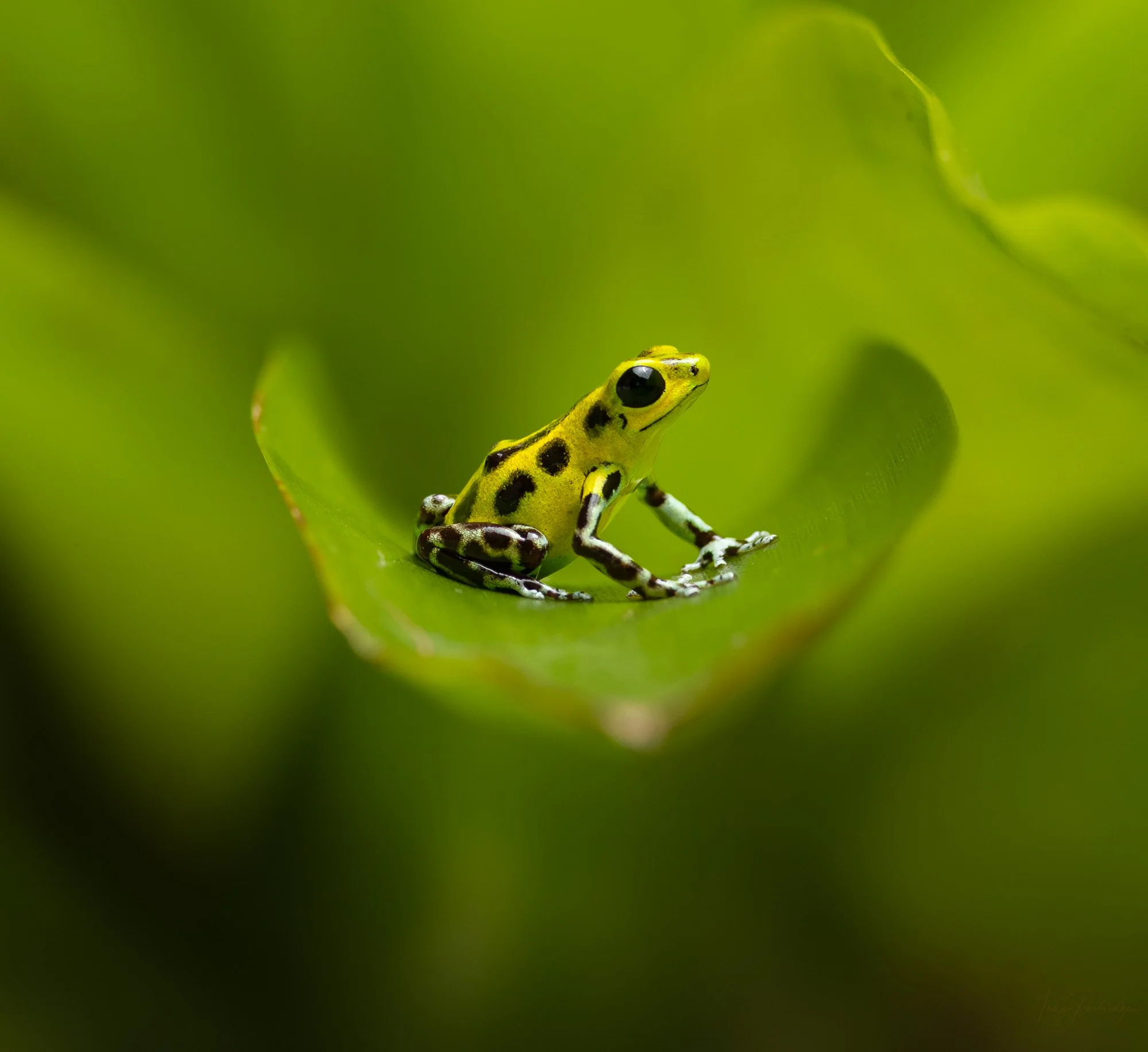 Poison Dart Frog.jpg