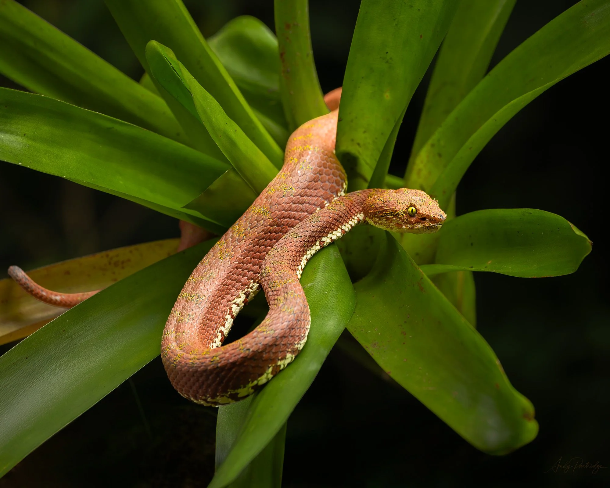 Eyelash Pit Viper.jpg