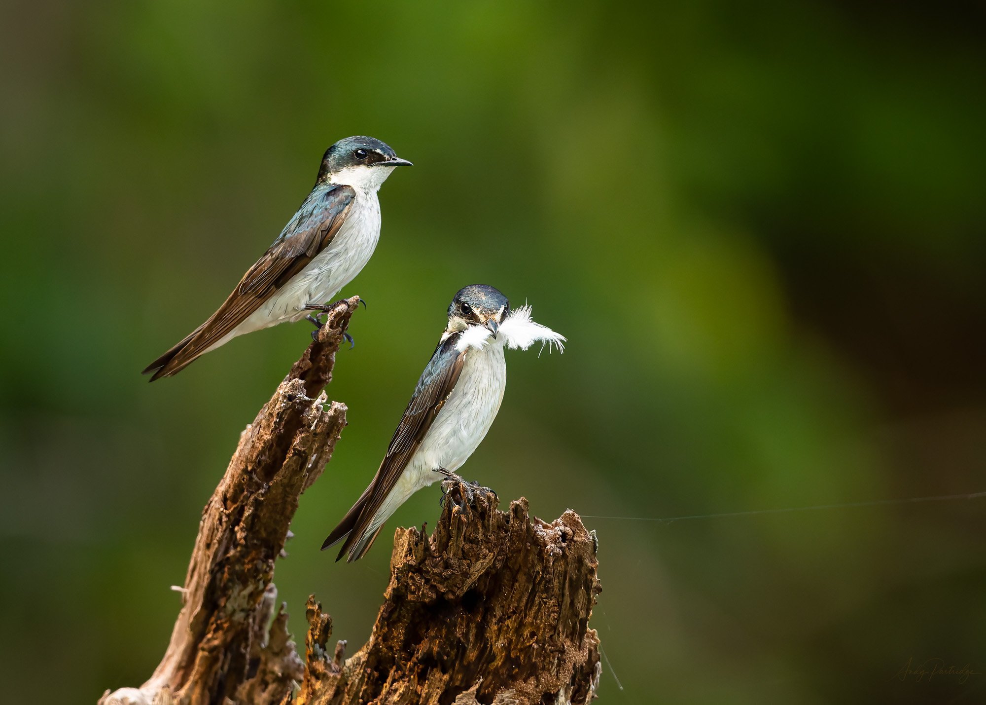  Mangrove Swallows.jpg