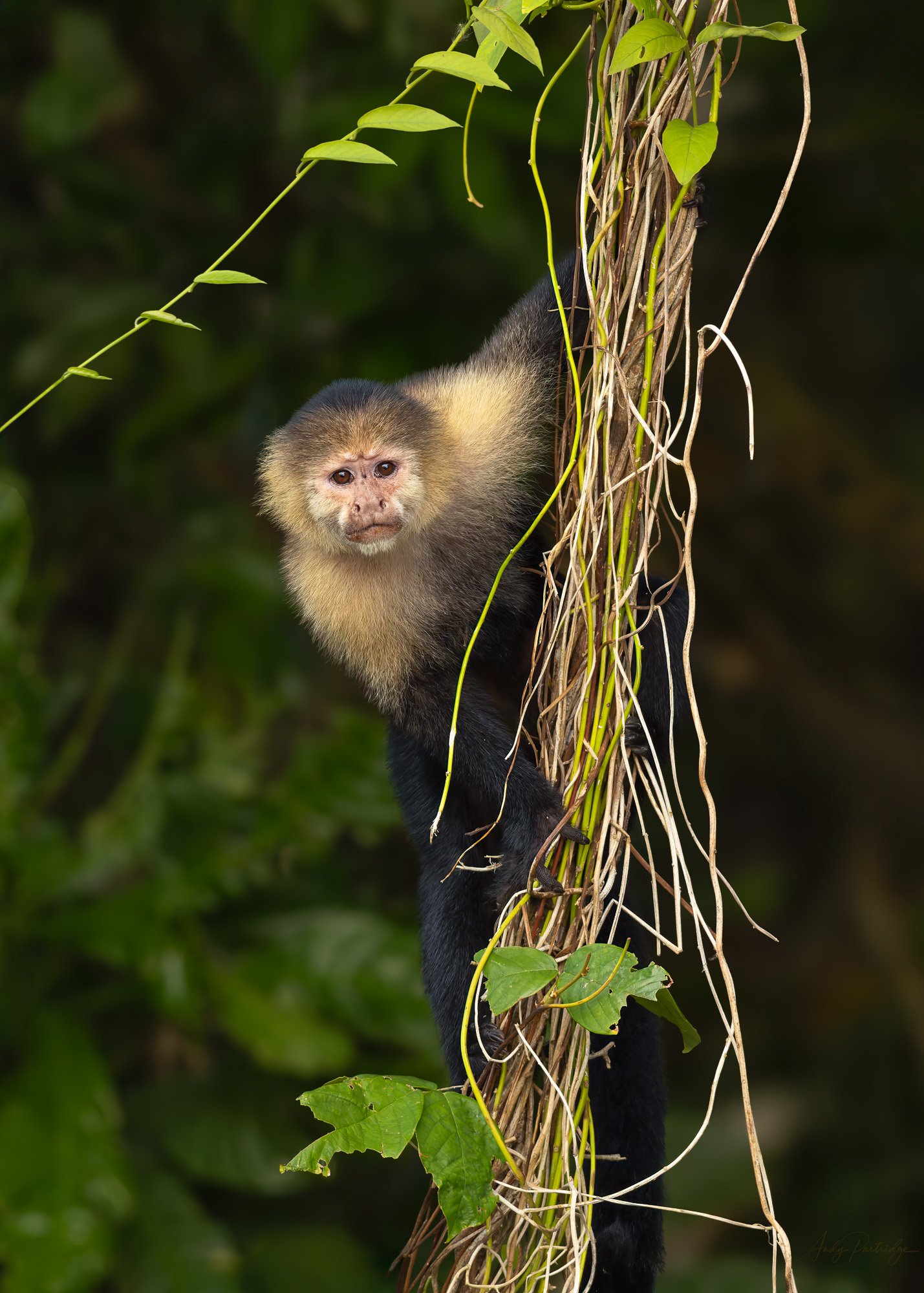 Young Capuchin-2.jpg