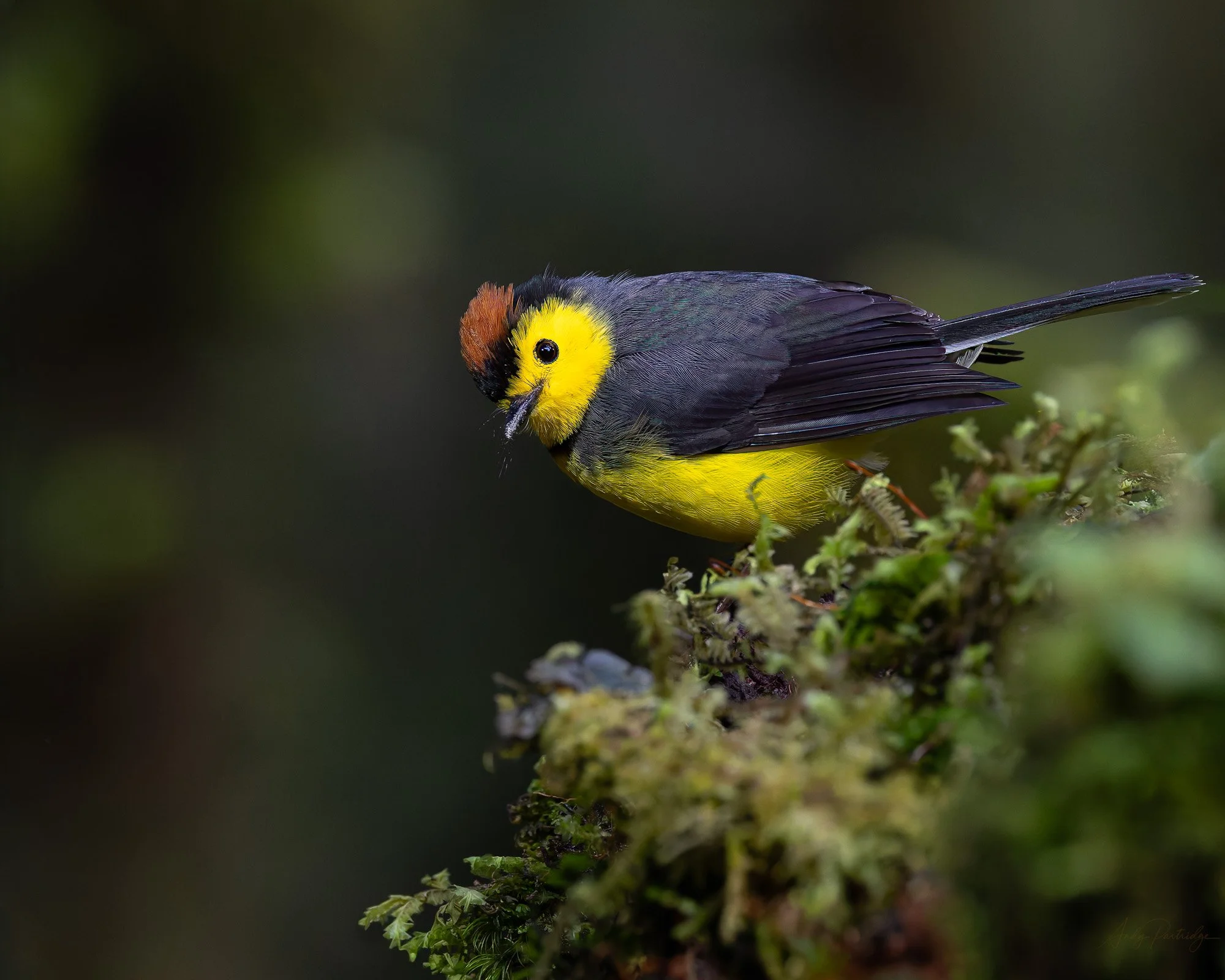 Collared Redstart.jpg