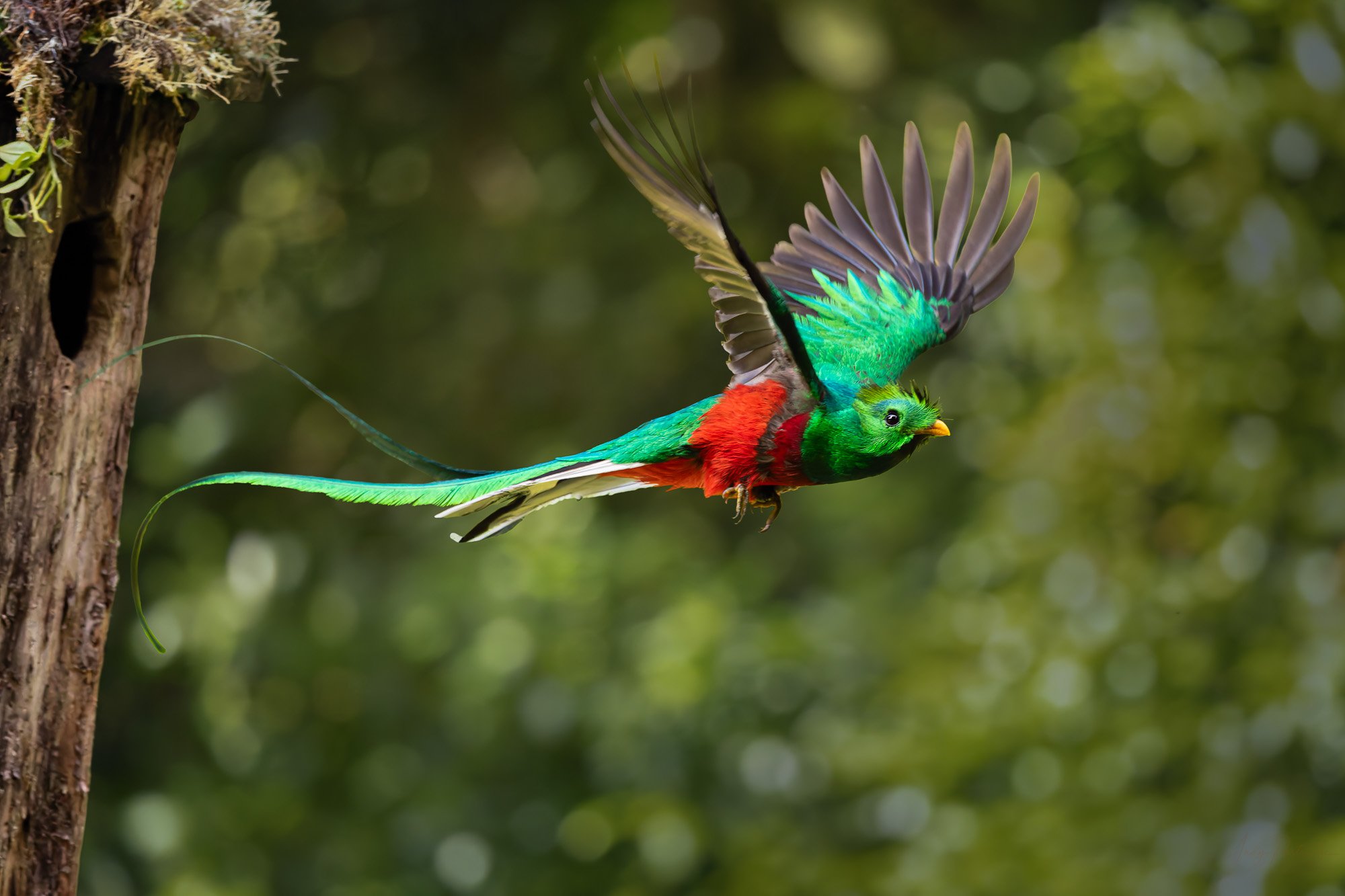 Resplendant in Flight.jpg