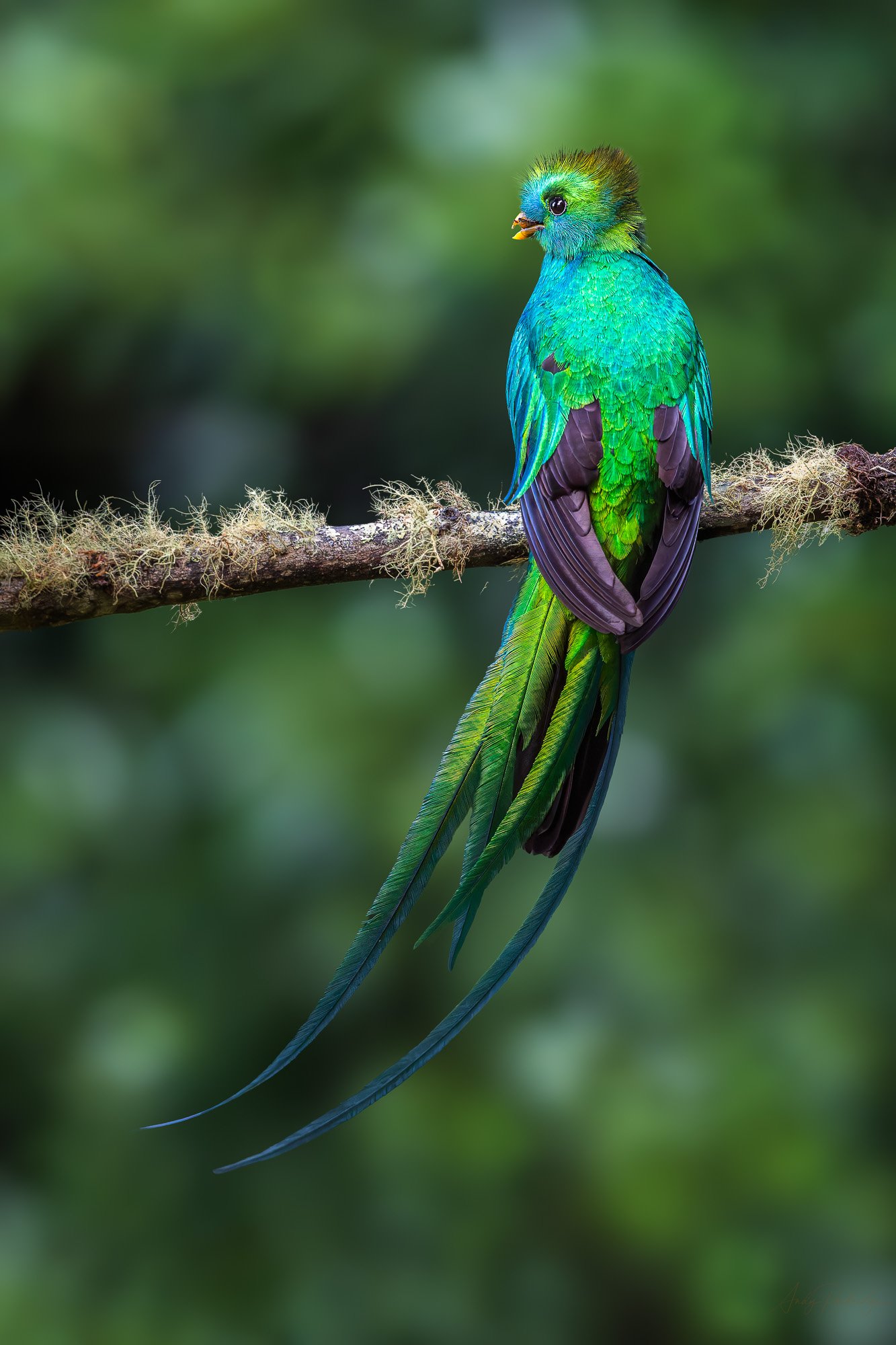 Volcán Quetzal.jpg
