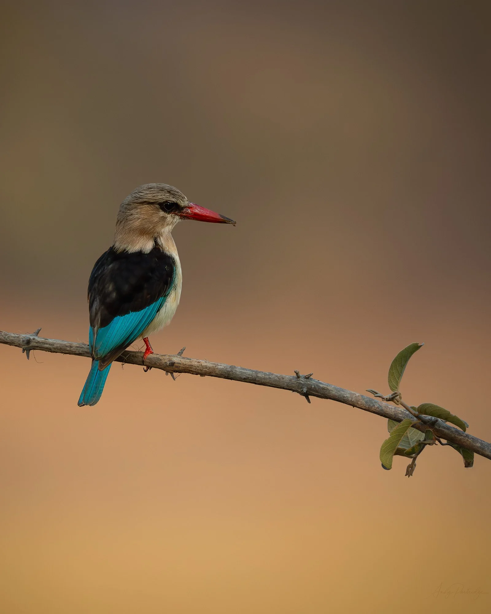 Brown Hooded Kingfisher.jpg