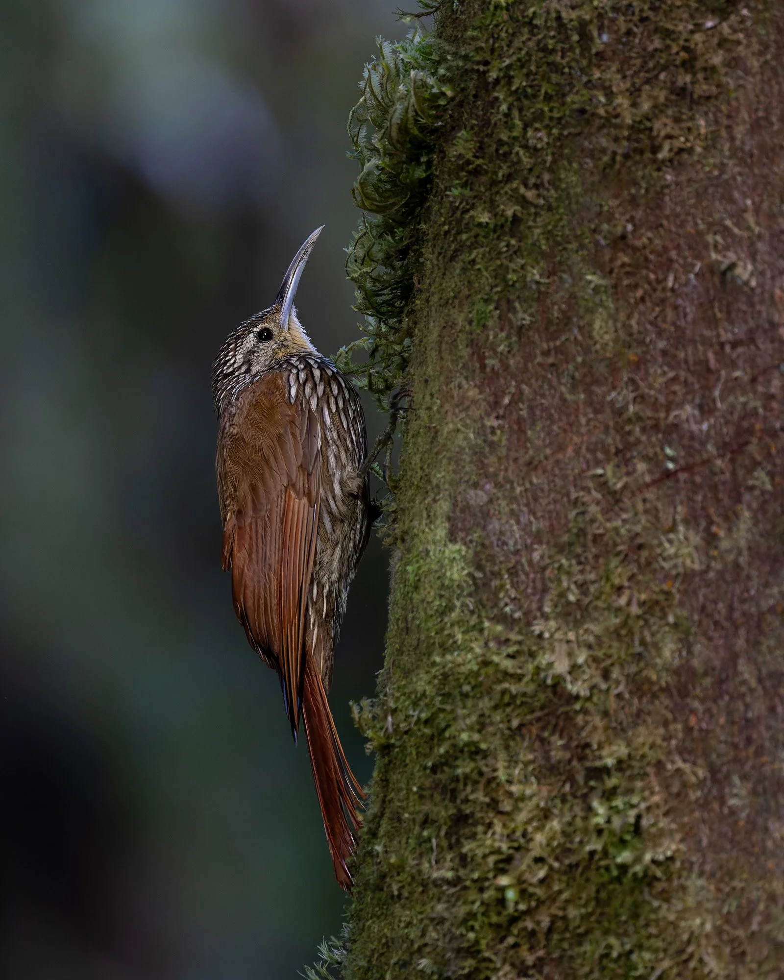 Streak-headed Woodcreeper.jpg