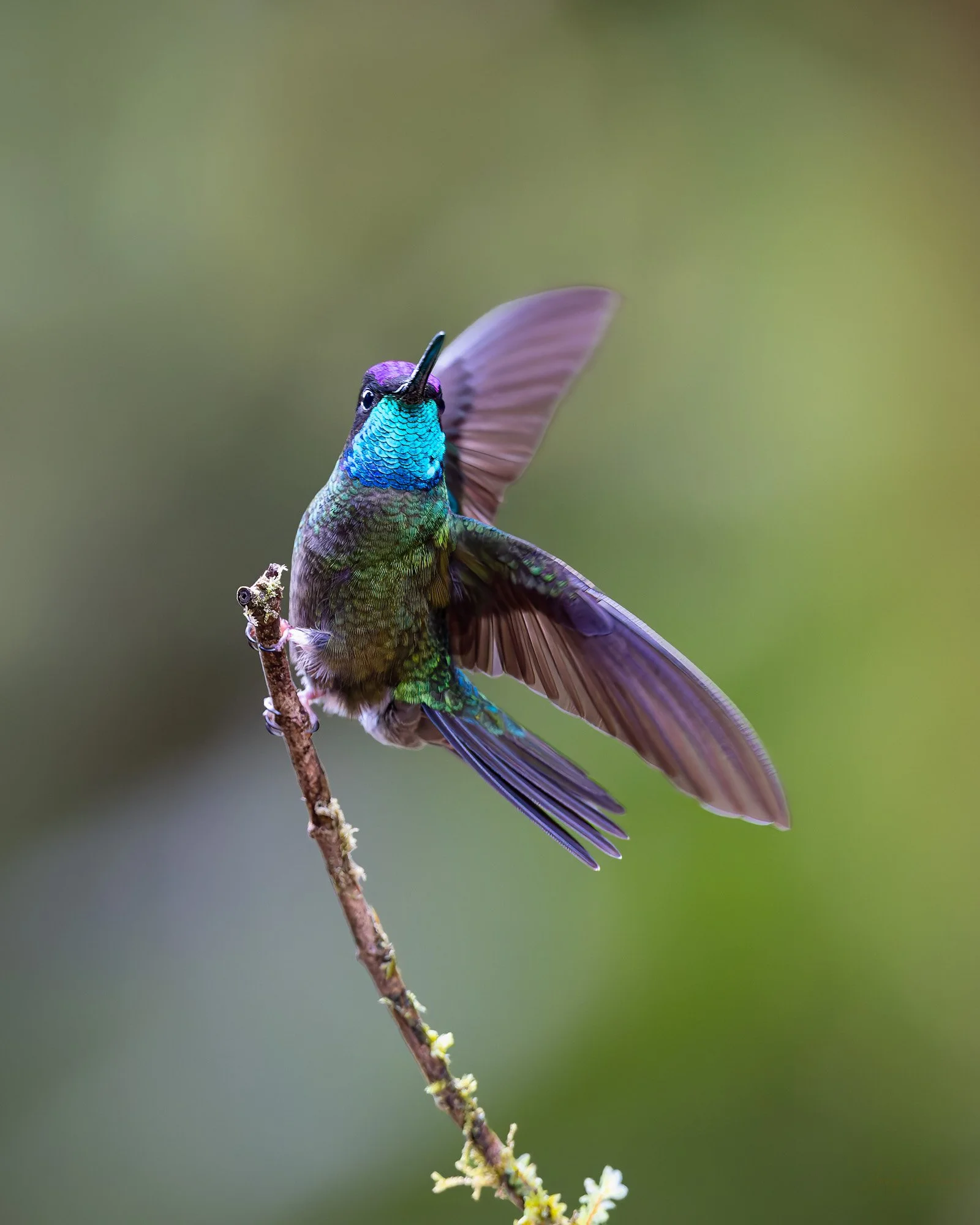 Magnificent Hummingbird.jpg