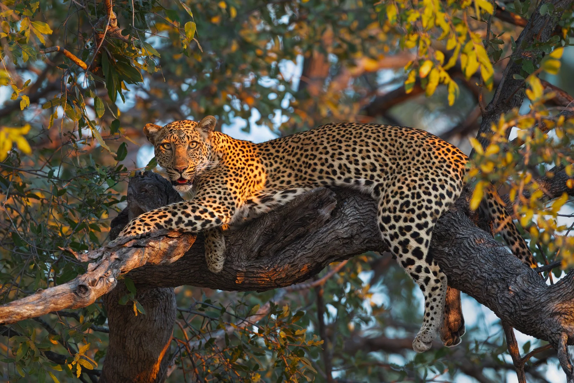South Luangwa National Park Zambia 2026