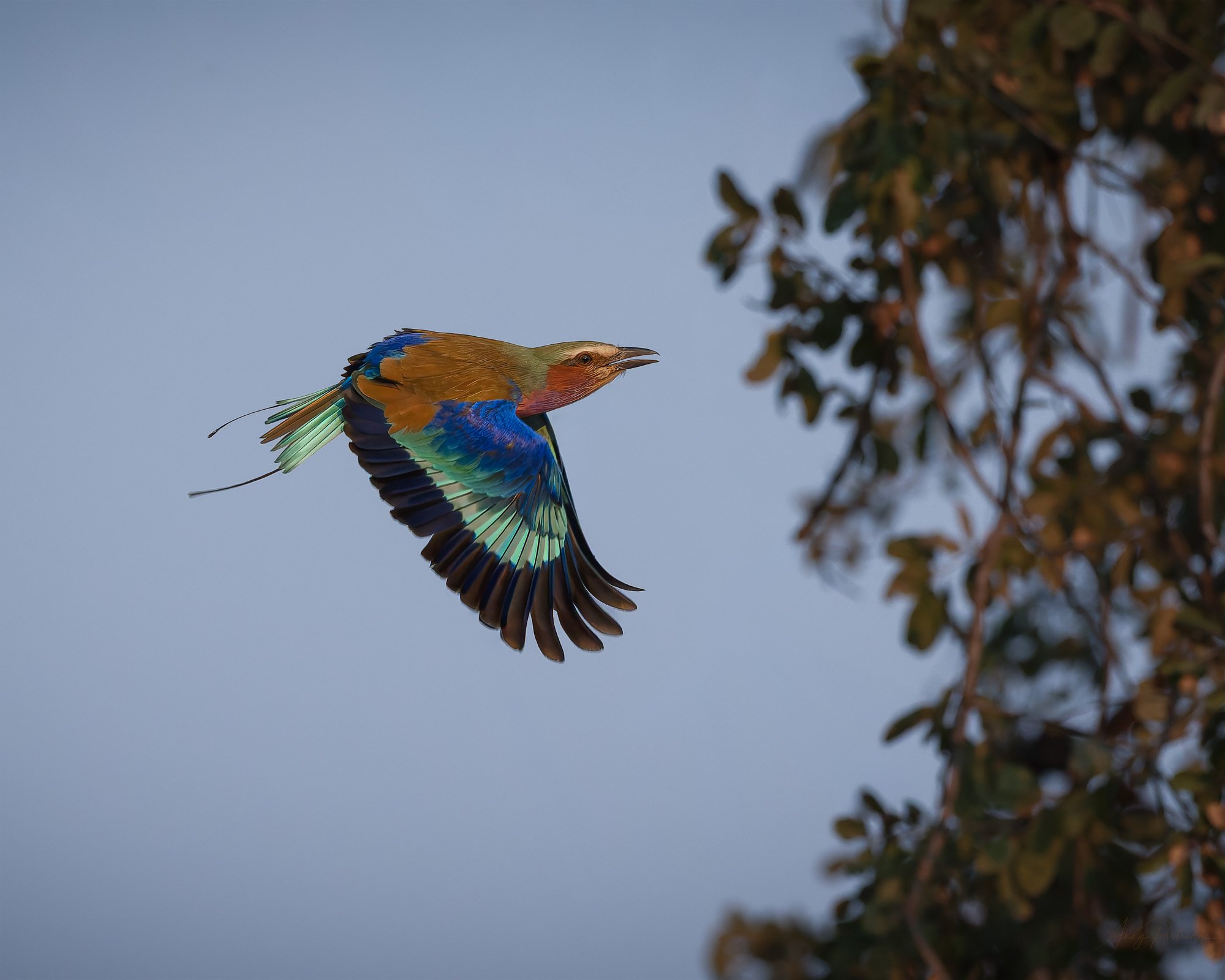 Lilac Breasted Roller.jpg