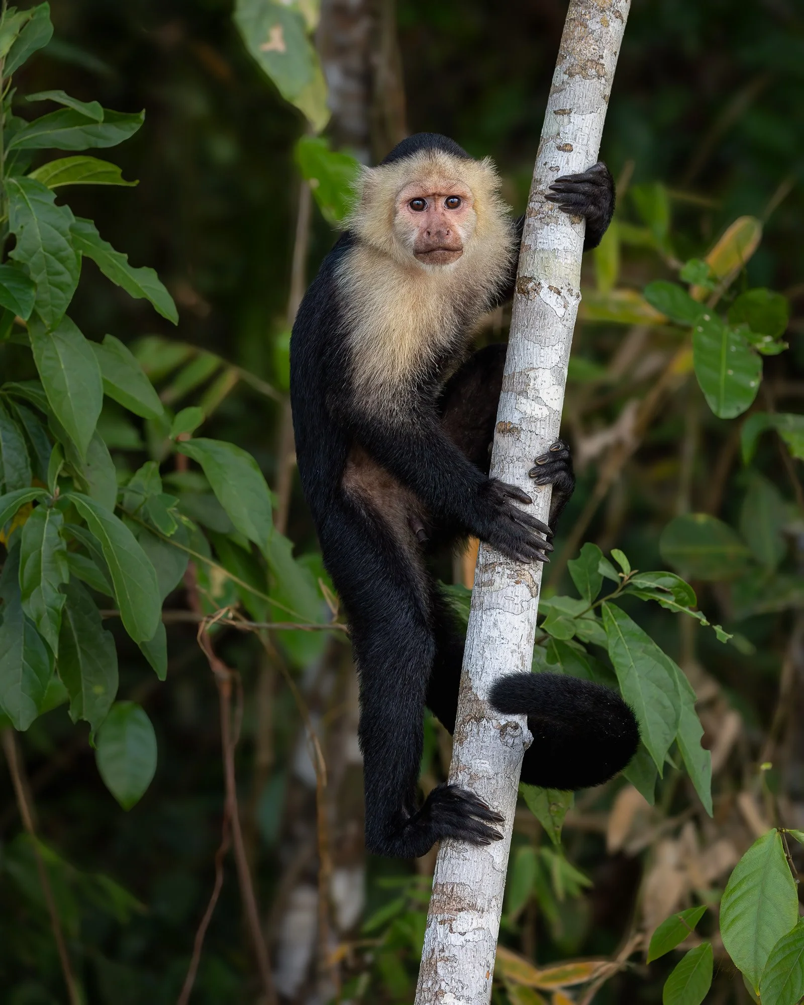 Young Capuchin.jpg