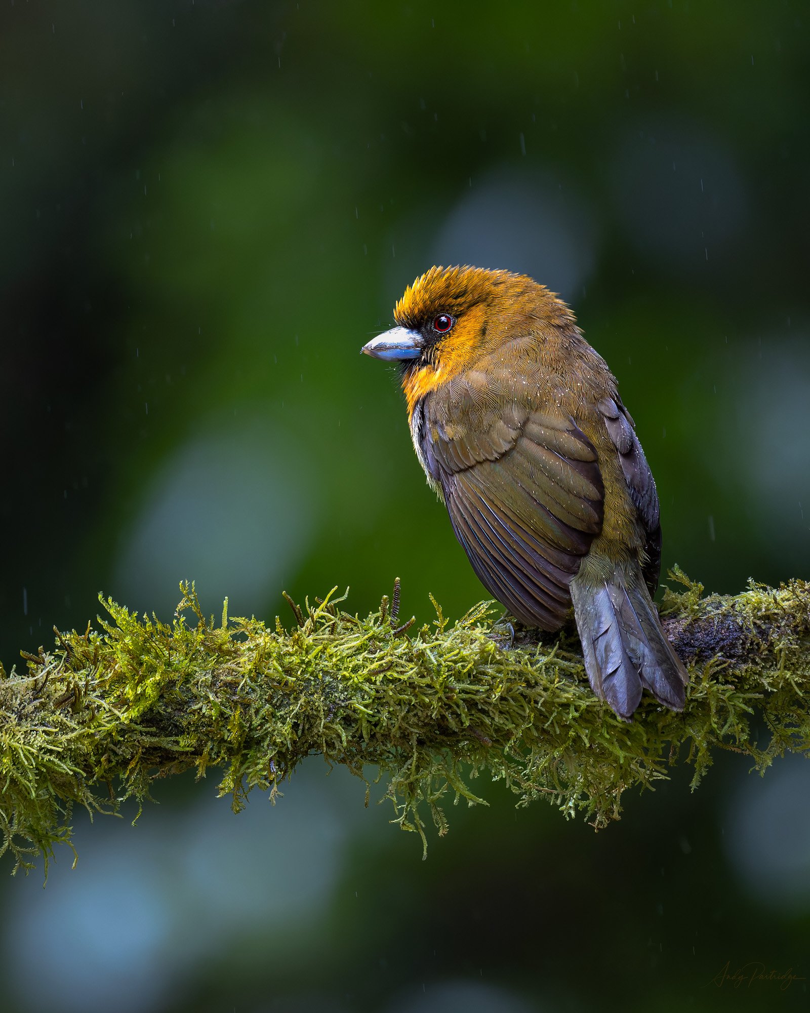 Prong-billed Barbet.jpg