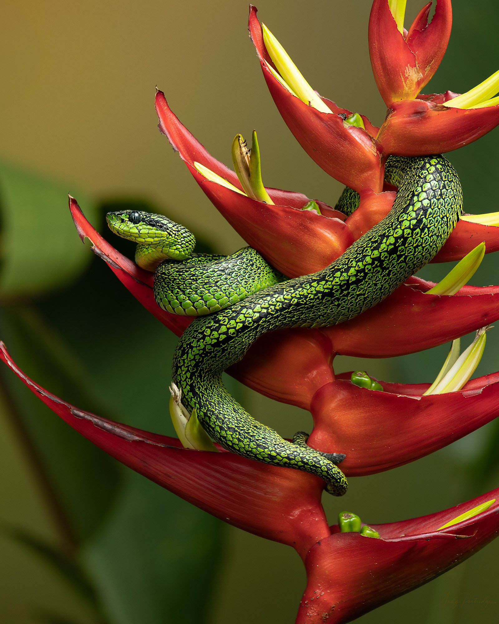 Black-speckled Palm Pit Viper.jpg